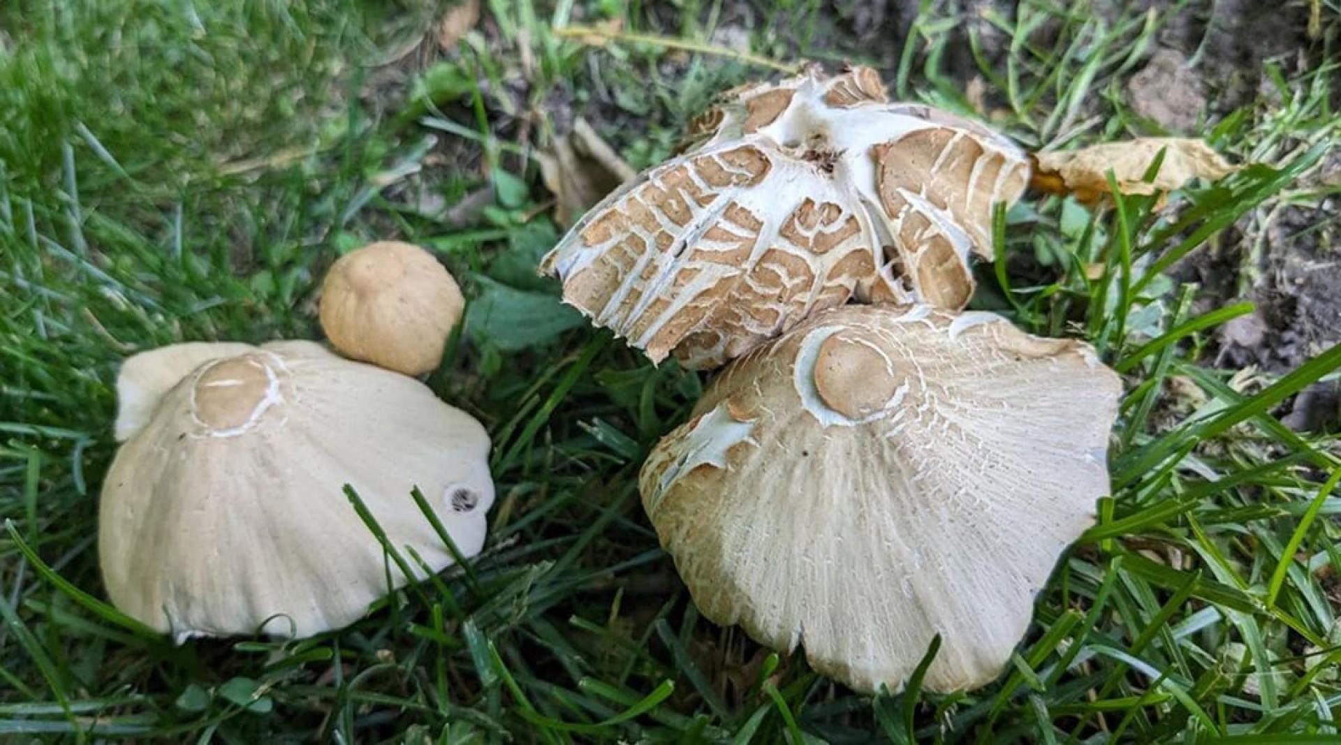 “菌中之王”鸡枞菌。