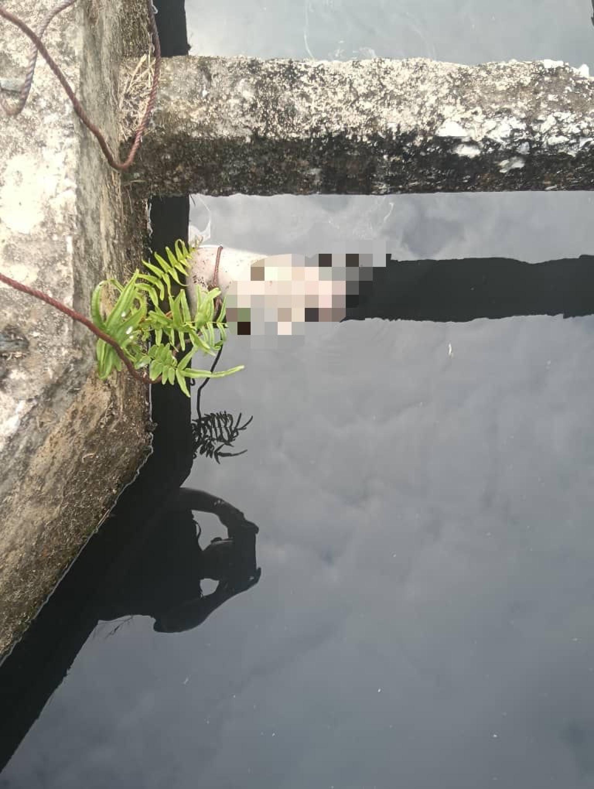一具尚带脐带的女婴遗体，今早被发现弃置在甘榜鲁洼8巷沟渠中。
