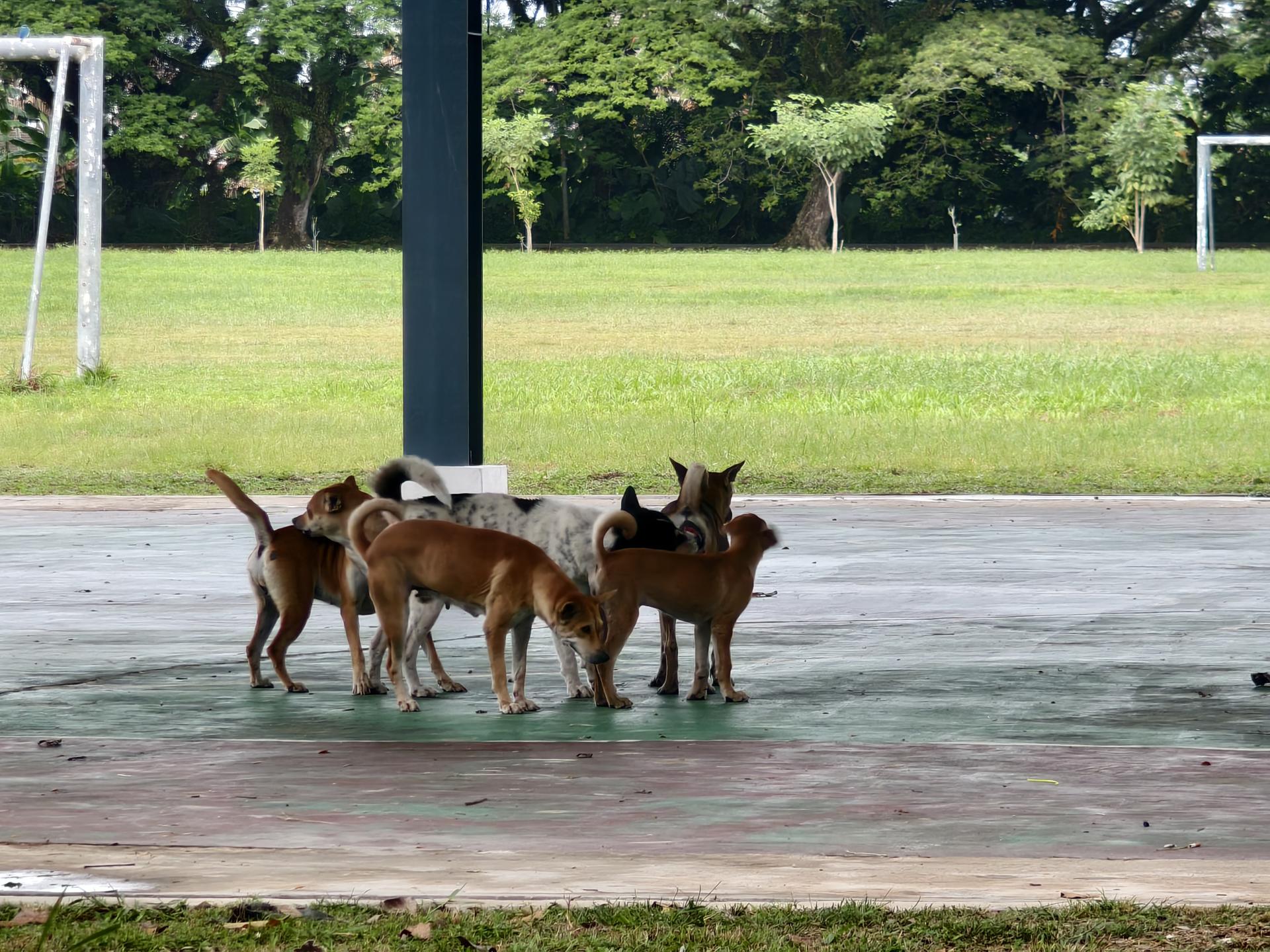 在公共区域出现的任何狗，皆视为流浪狗，家犬主人应确保犬只被圈养在自家范围内。