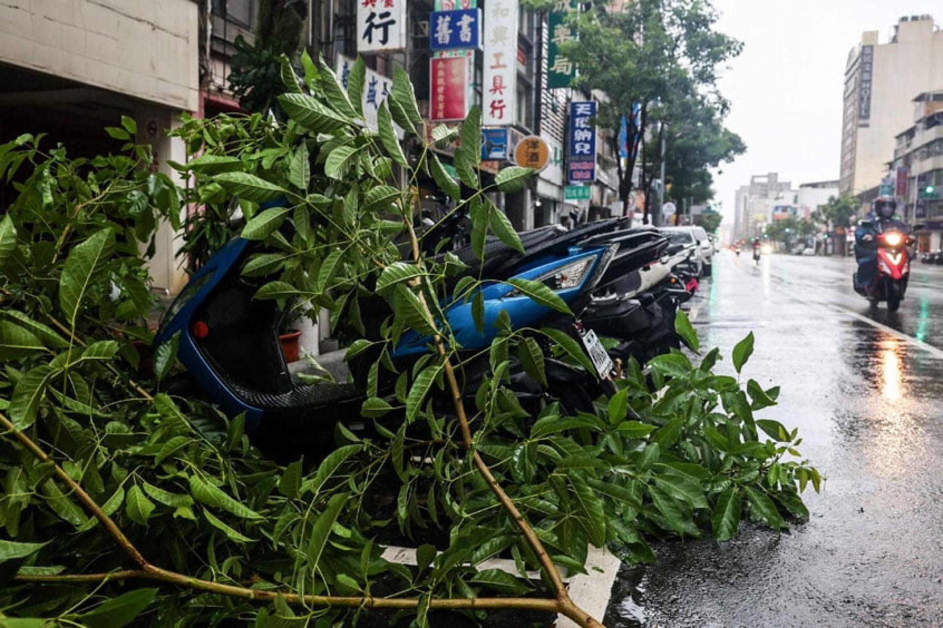 台风“杨柳”13日吹袭高雄市，树木倒塌在摩托车上。