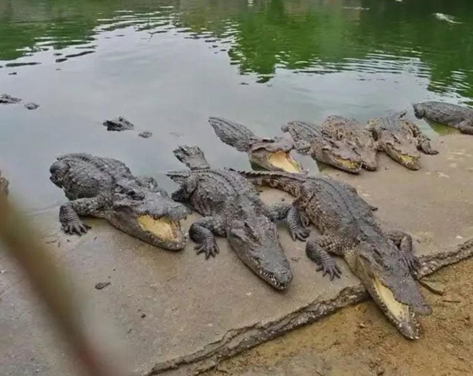 广东省一批活体鳄鱼被法院拍卖。