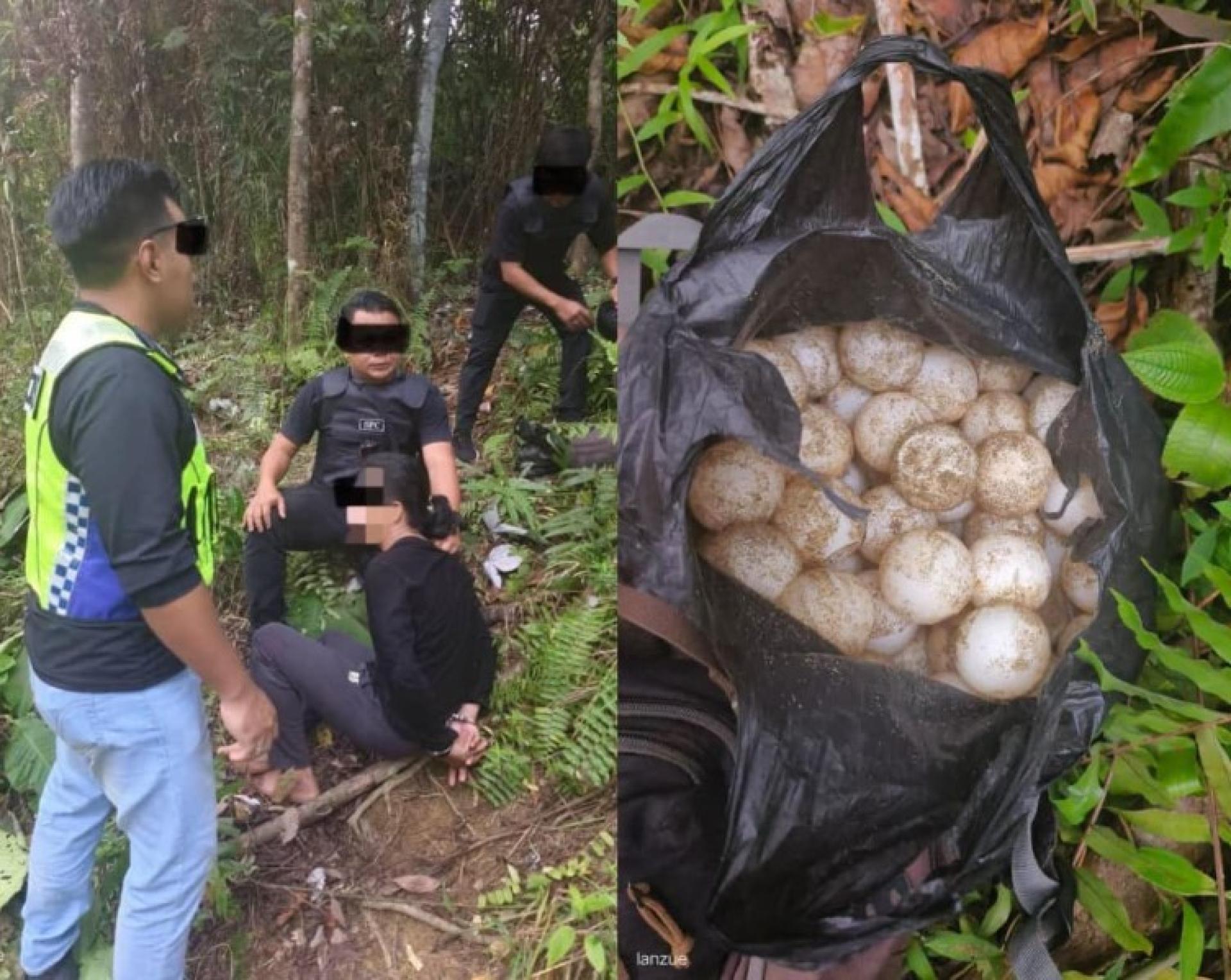 SFC与海警在三马丹橡胶园逮捕一名非法持有93颗海龟蛋的外籍男子。