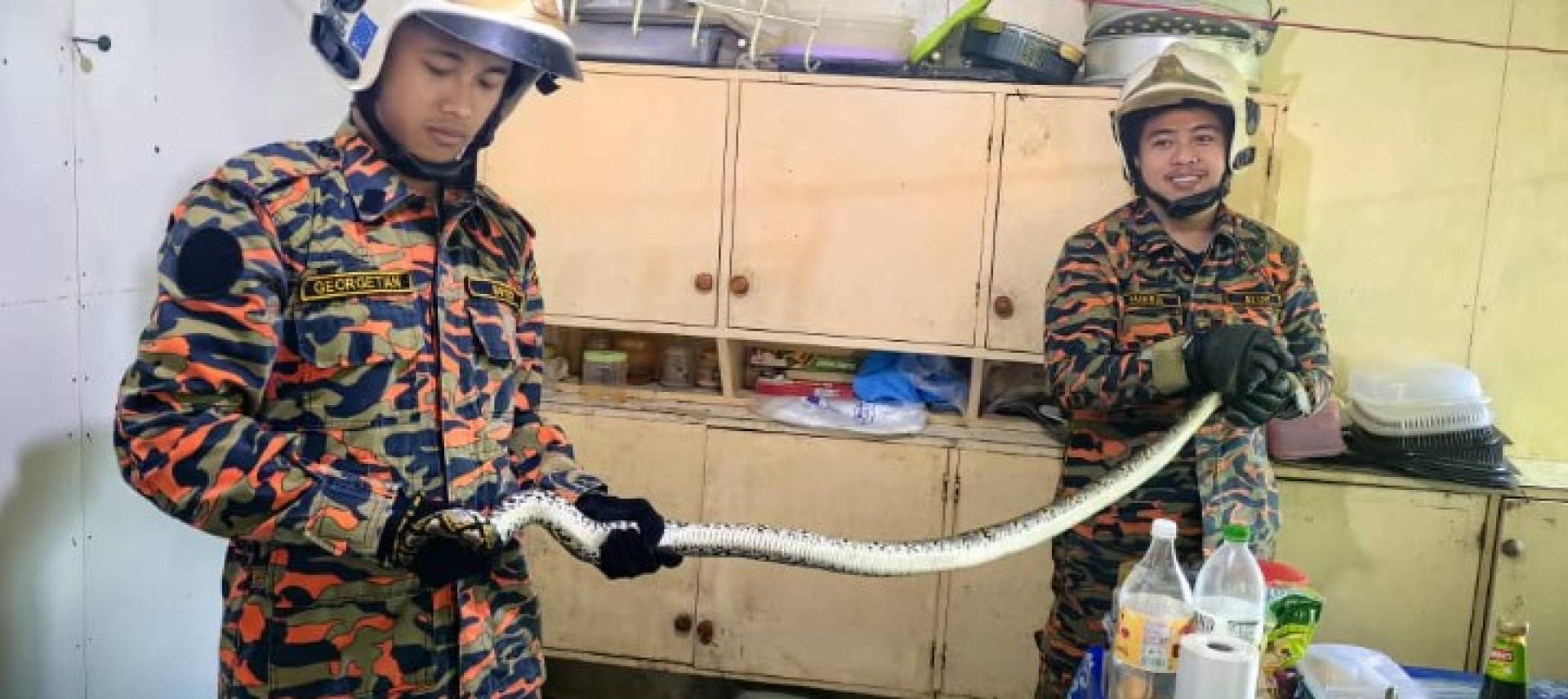 消防员成功将蟒蛇安全移出民宅。