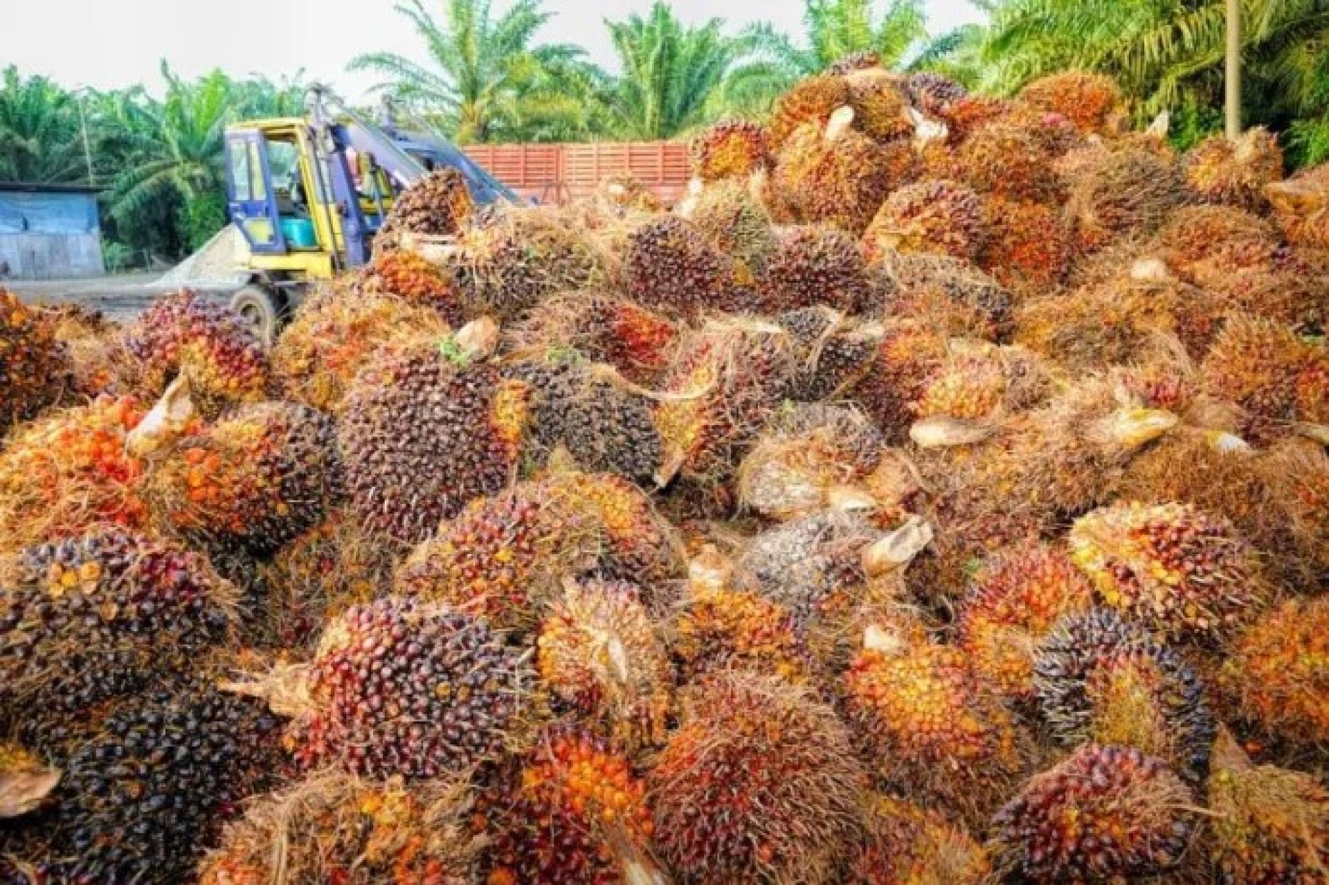 Harvested oil palm fruits. — file pic