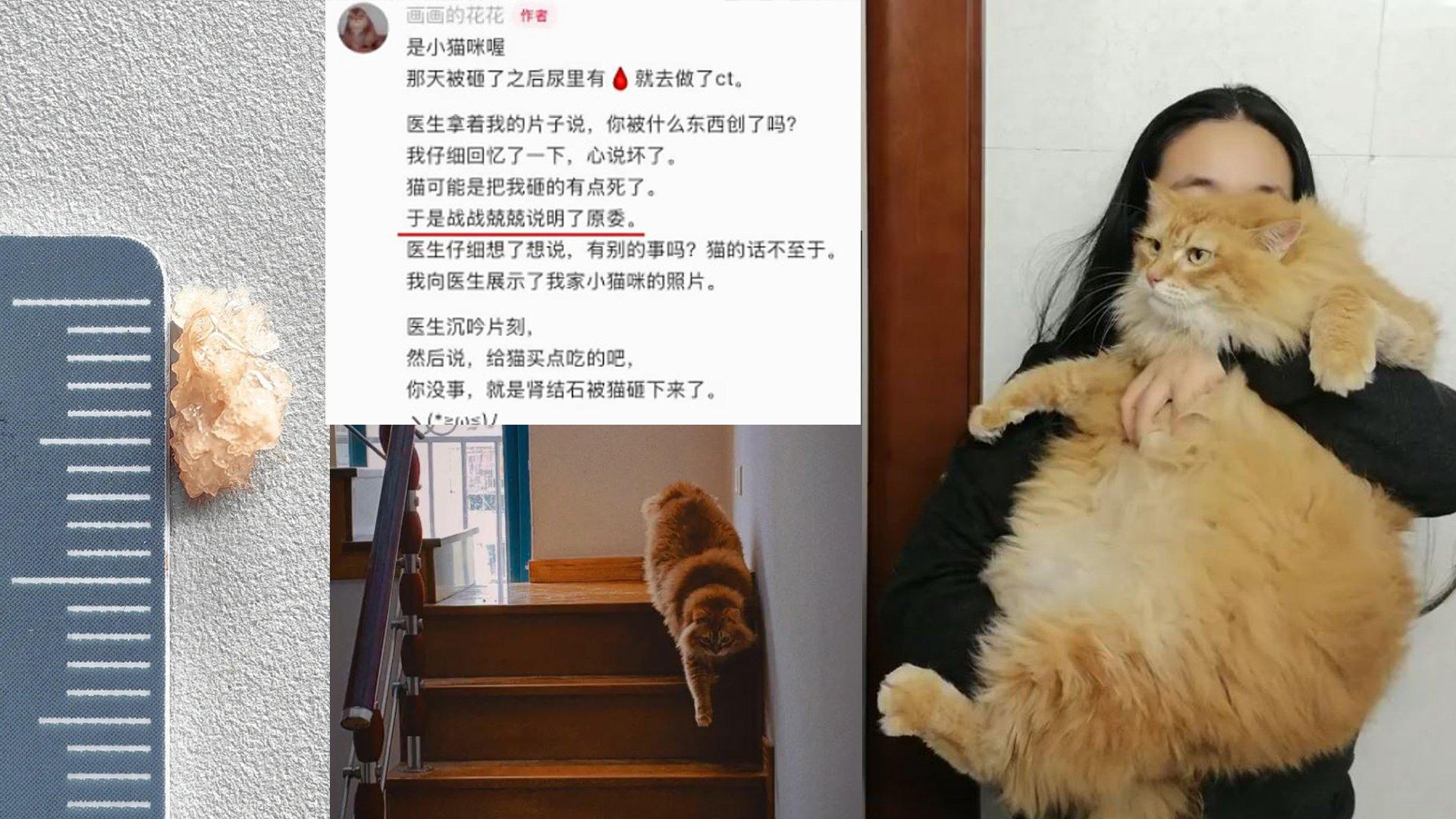 网民发现这根本不是小猫，而是一只大肥猫，难怪能撞碎肾结石。