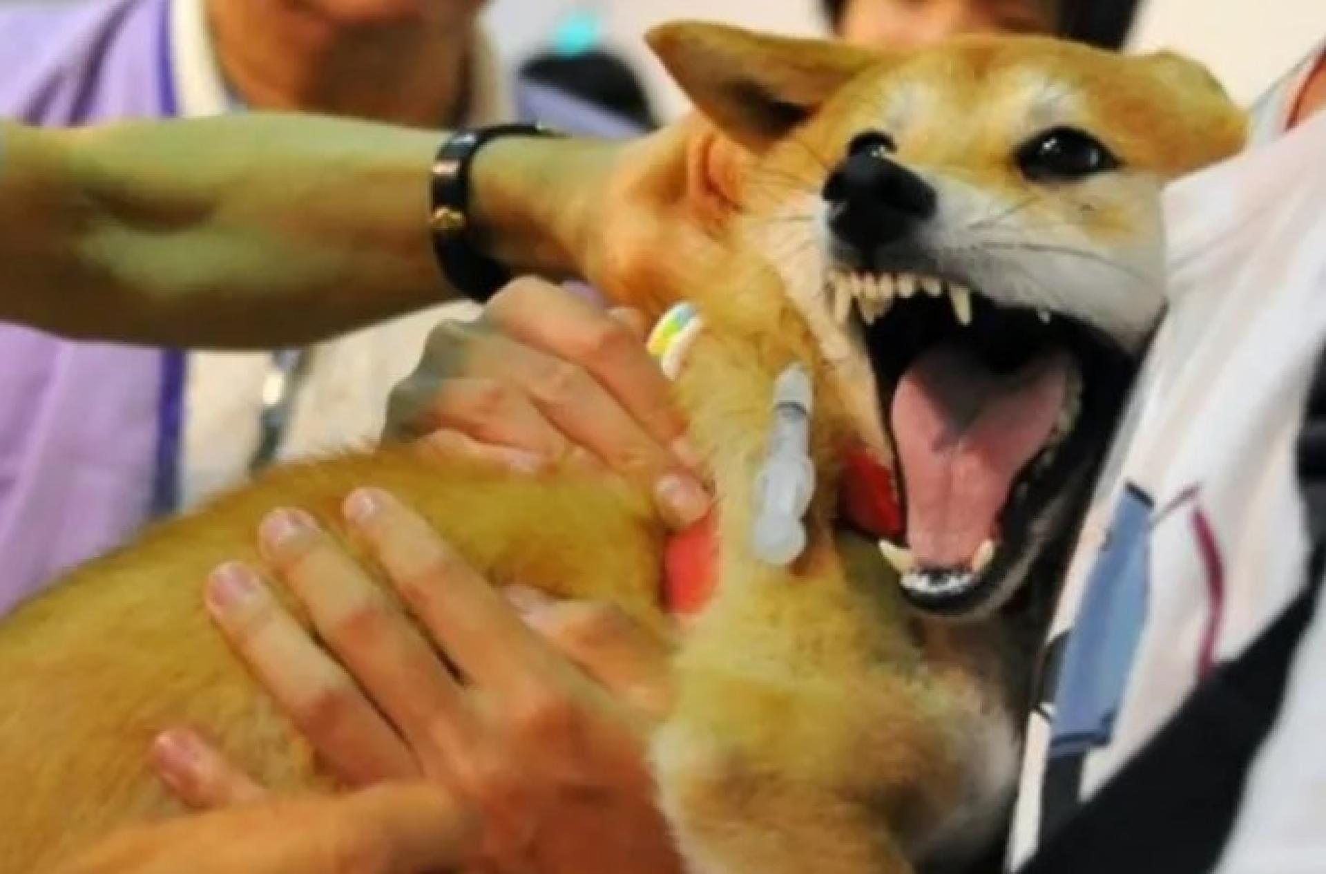 一只狗正在接受狂犬病疫苗注射。（档案照）
