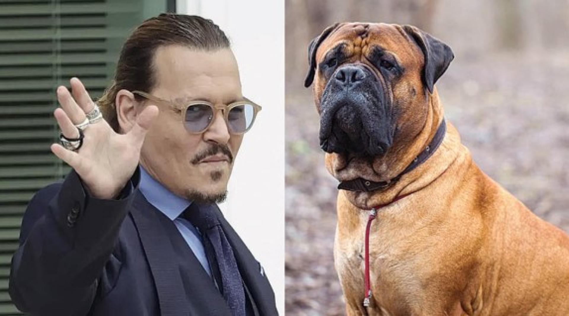 尊尼迪普领养的斗牛獒犬袭击羊群。
