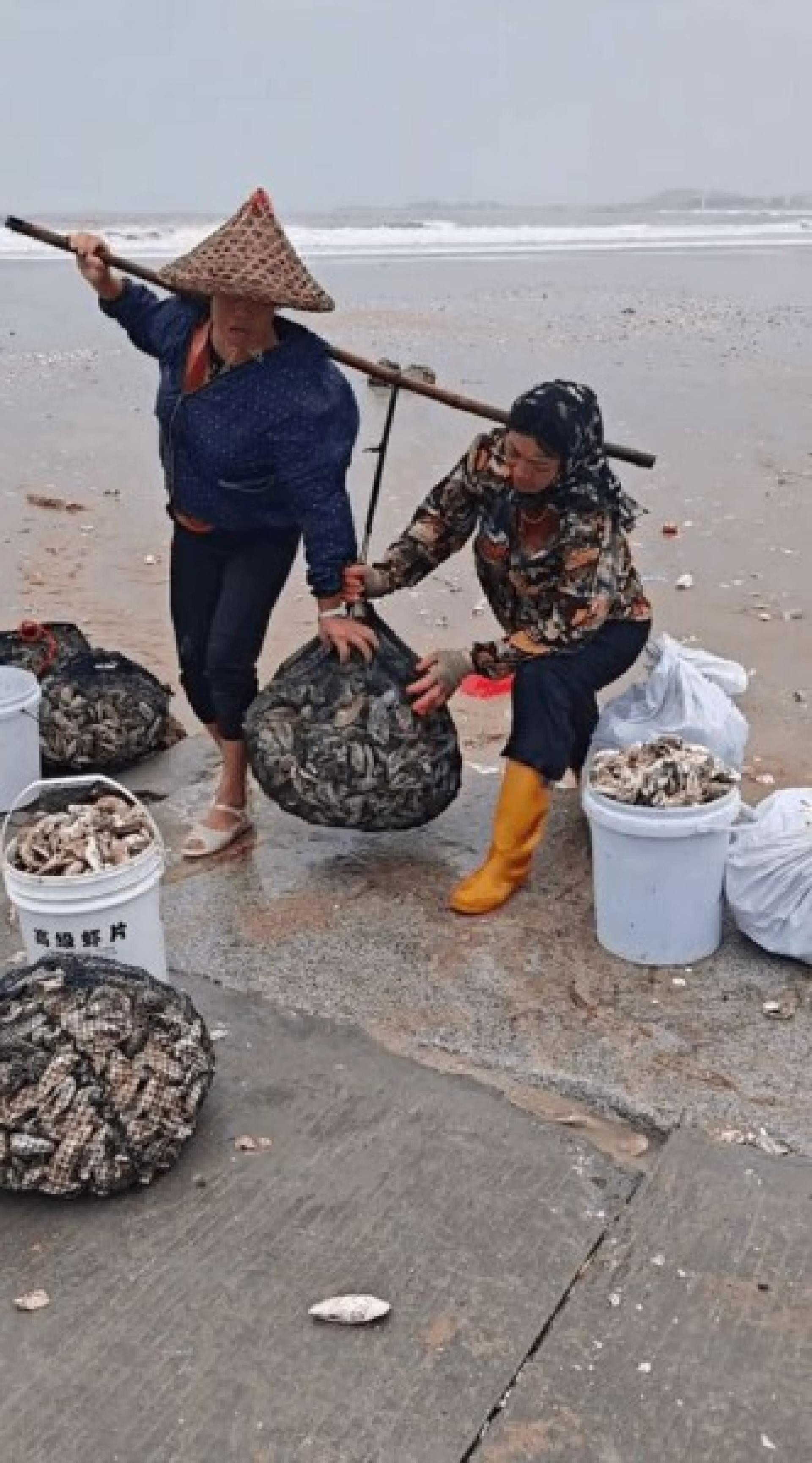 台风后，在福建漳州，退潮后海滩遍地生蚝，市民捡到手软。