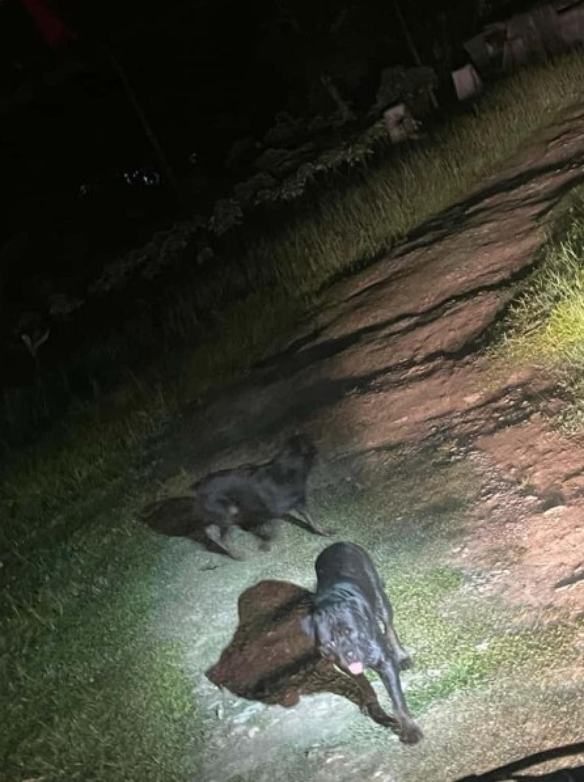 三头流浪罗威纳犬在朋加兰村一住家院内游走。