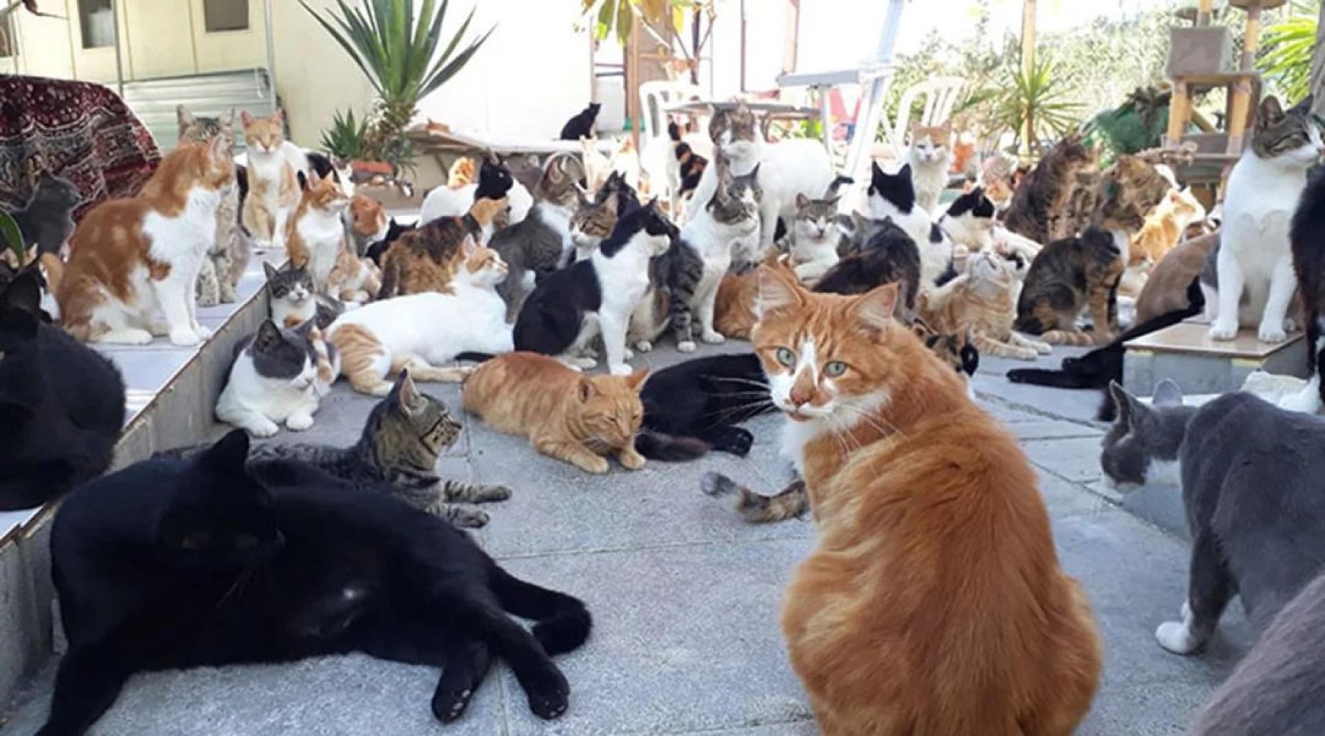 塞浦路斯正面临严重的流浪猫问题。(档案照)