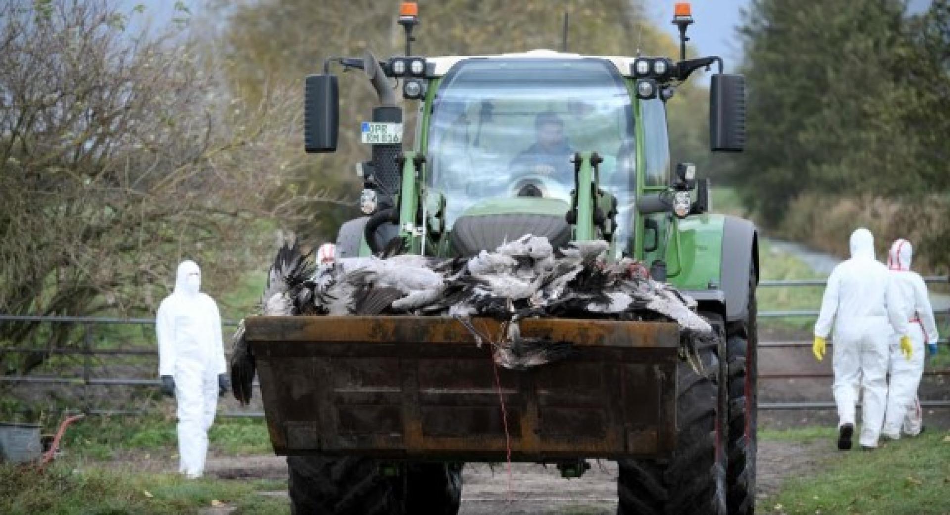 在德国东部，当局运走疑似死于禽流感的鸟类尸体。