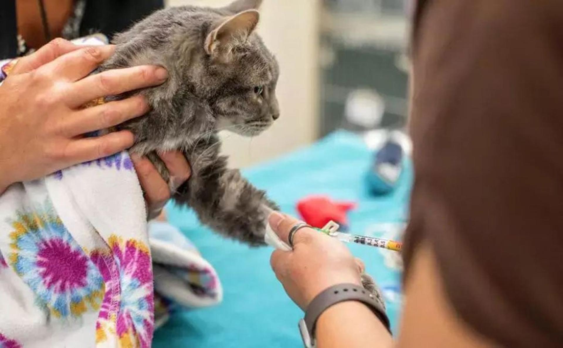 在业内,这些专门用来提供血液的猫,被称为“血猫”。(示意图)