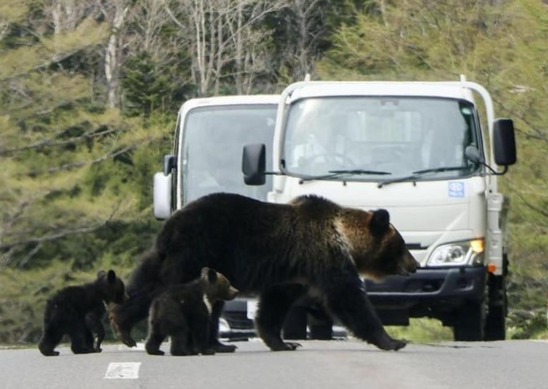 日本近期相继发生熊攻击人的事件。（图：共同社）