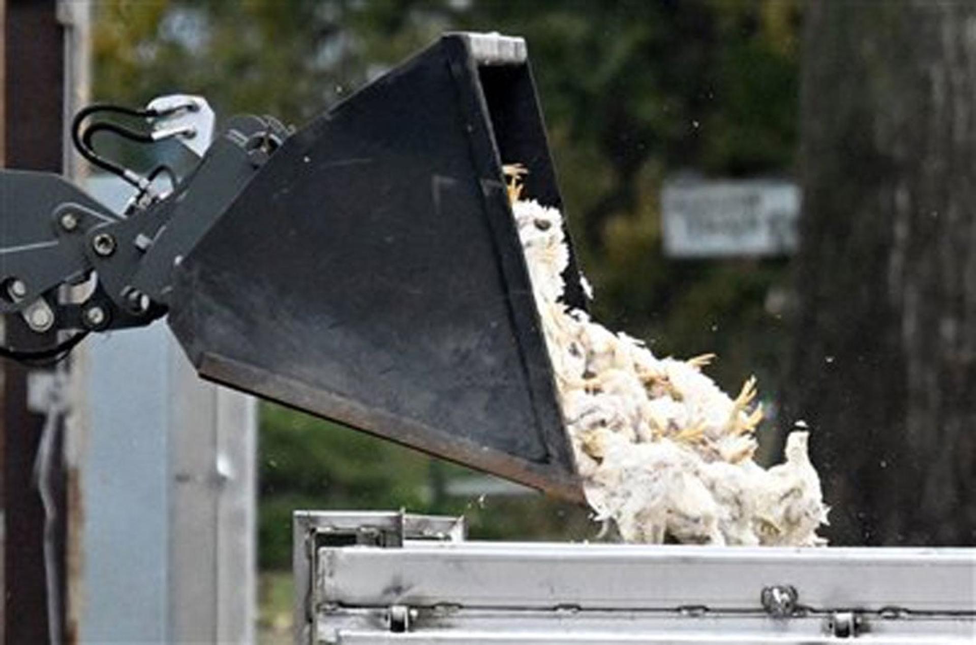 德国东部在10月27日因为出现禽流感，导致大批禽类被扑杀。