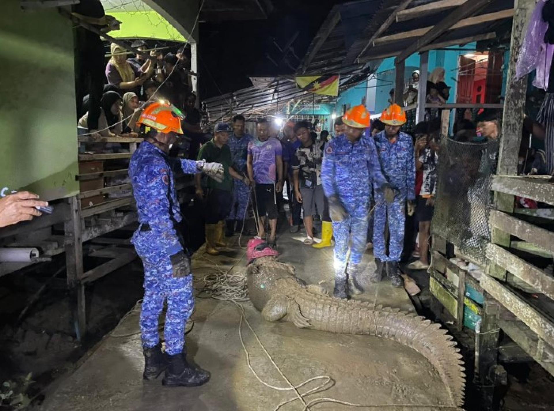 民防部队昨晚在甘榜柏拉丁展开捕鳄行动。