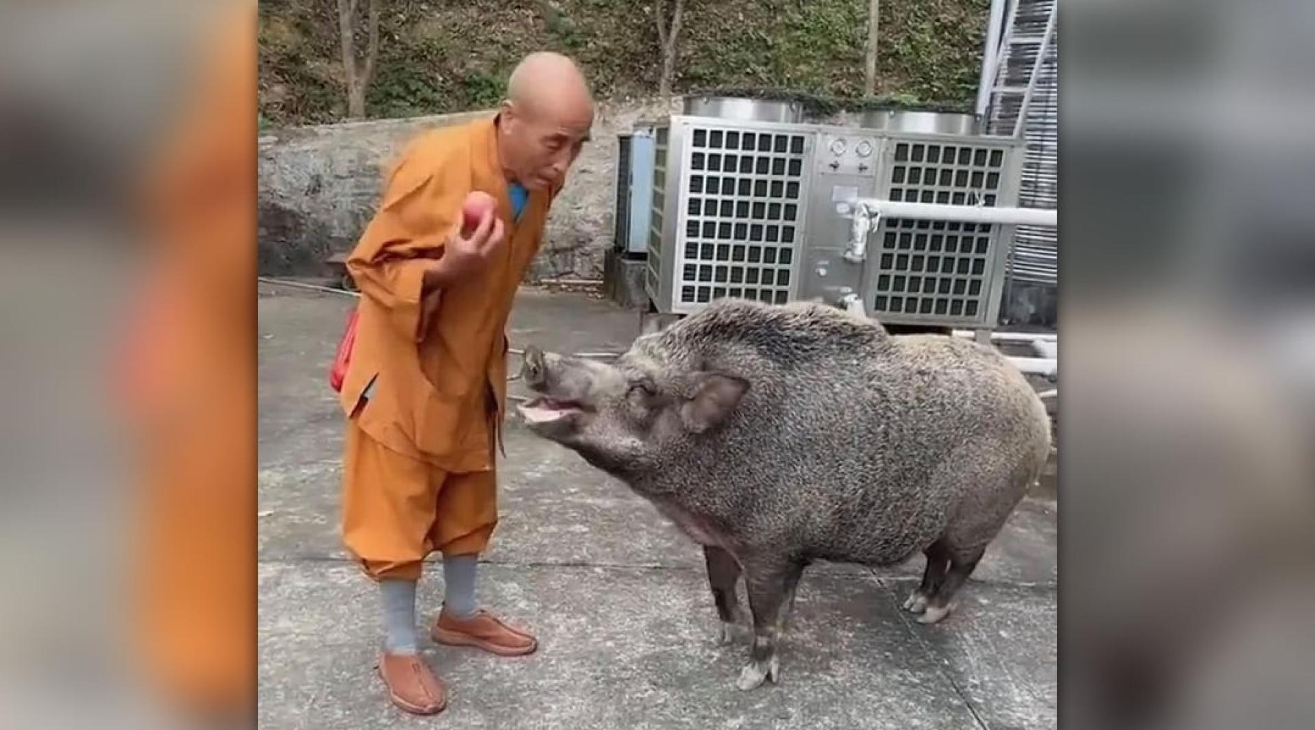 “猪五妹”最爱吃苹果。