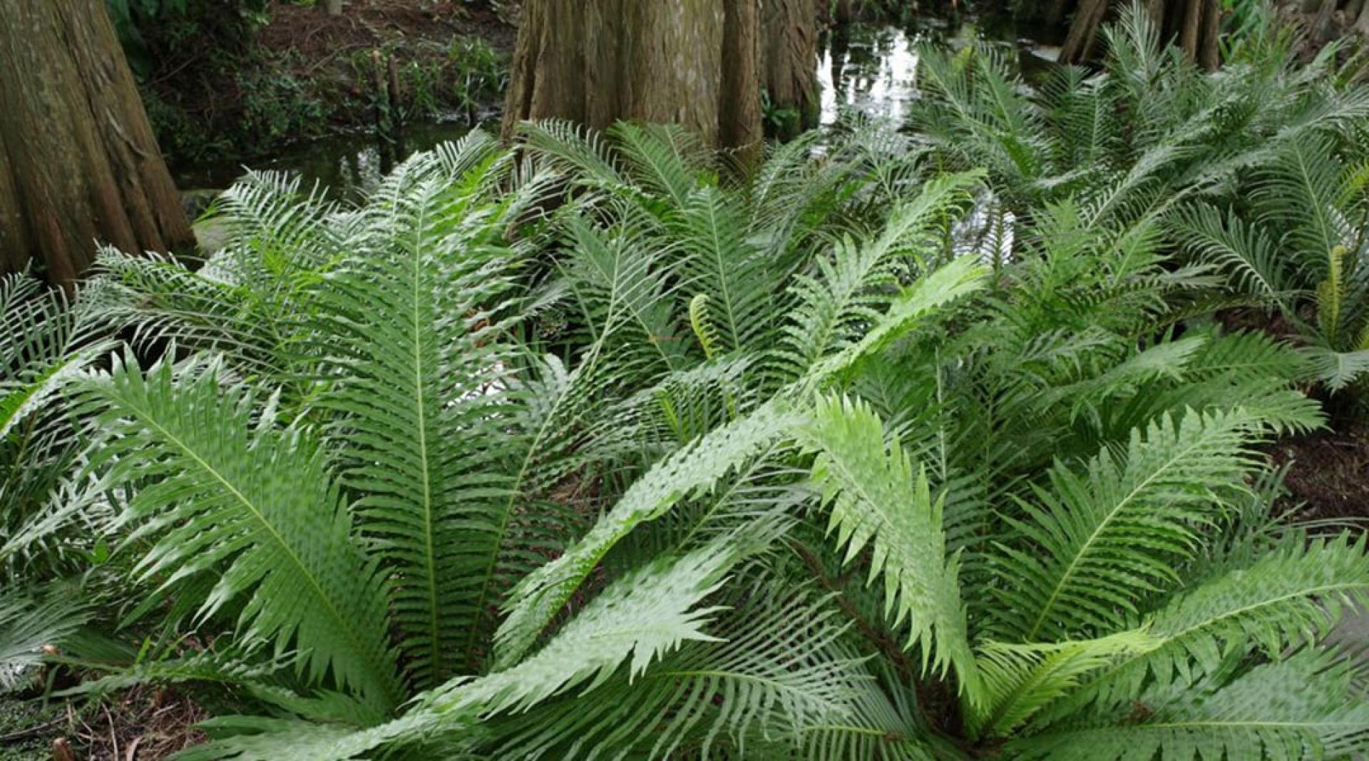 中国研究团队称，稀土元素在“乌毛蕨”植物组织细胞间“自我组装”，形成名为一种叫“镧独居石”的矿物。