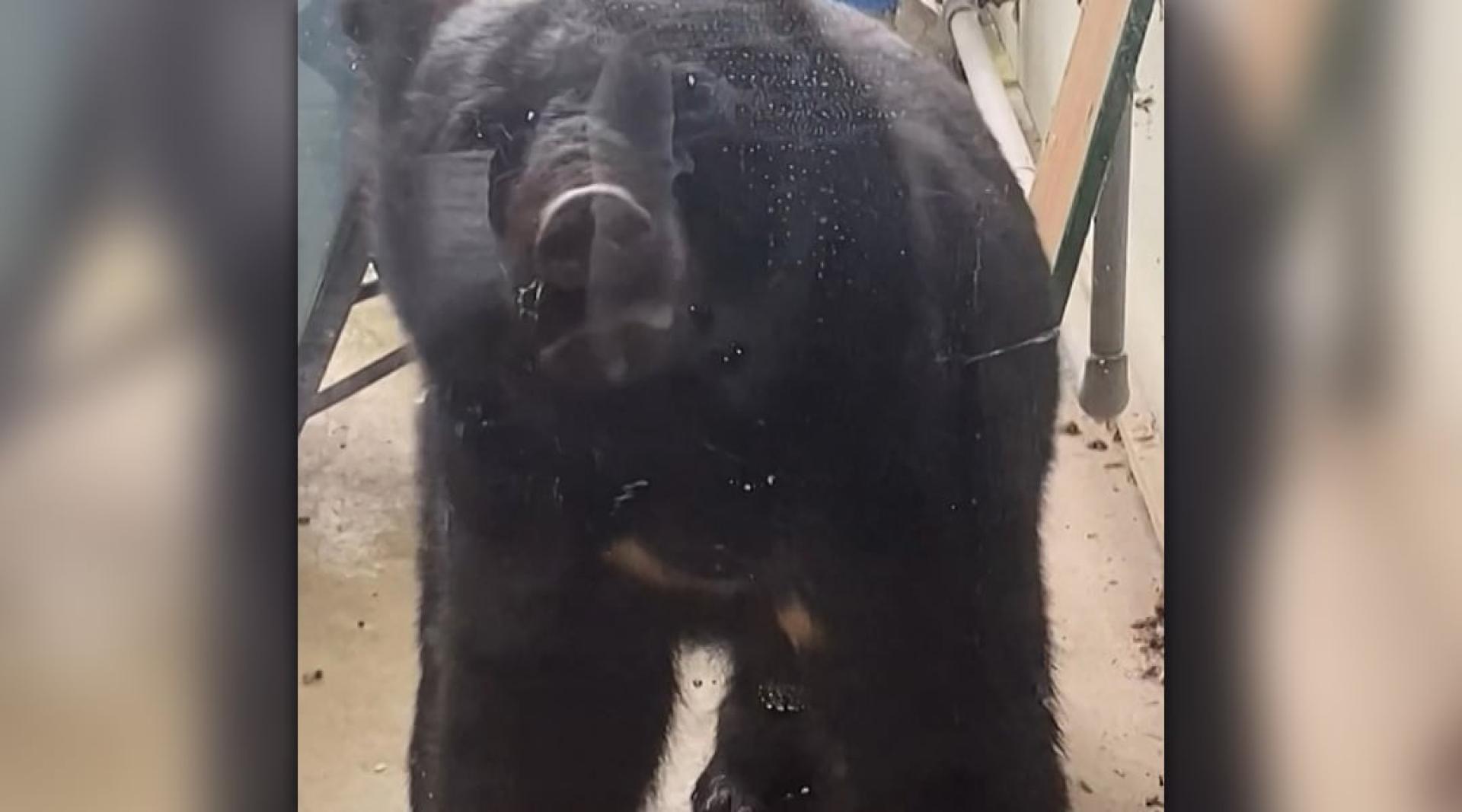 今年10中，一只熊出现在岩手县一家幼儿园外，当时园内约有40名儿童。