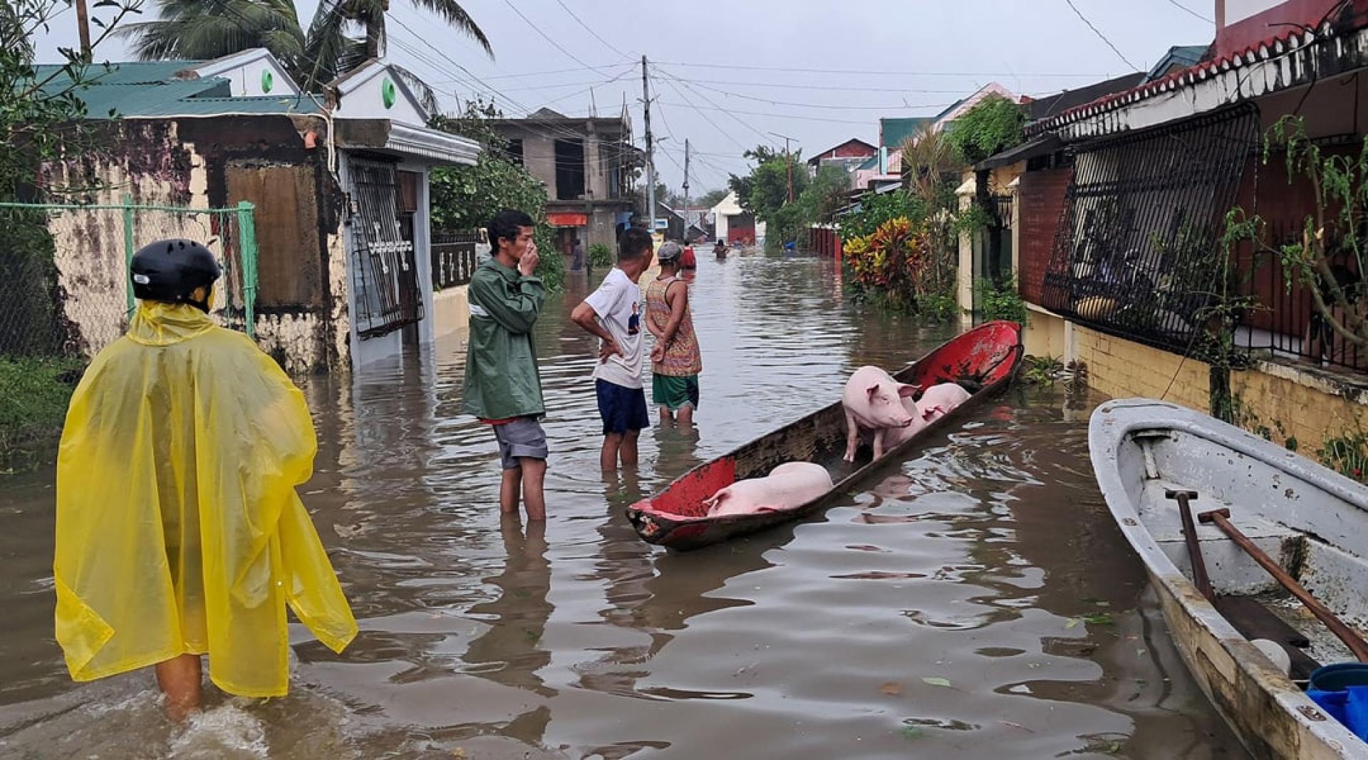 在卡坦端内斯省潘丹市，居民用木船疏散猪只。