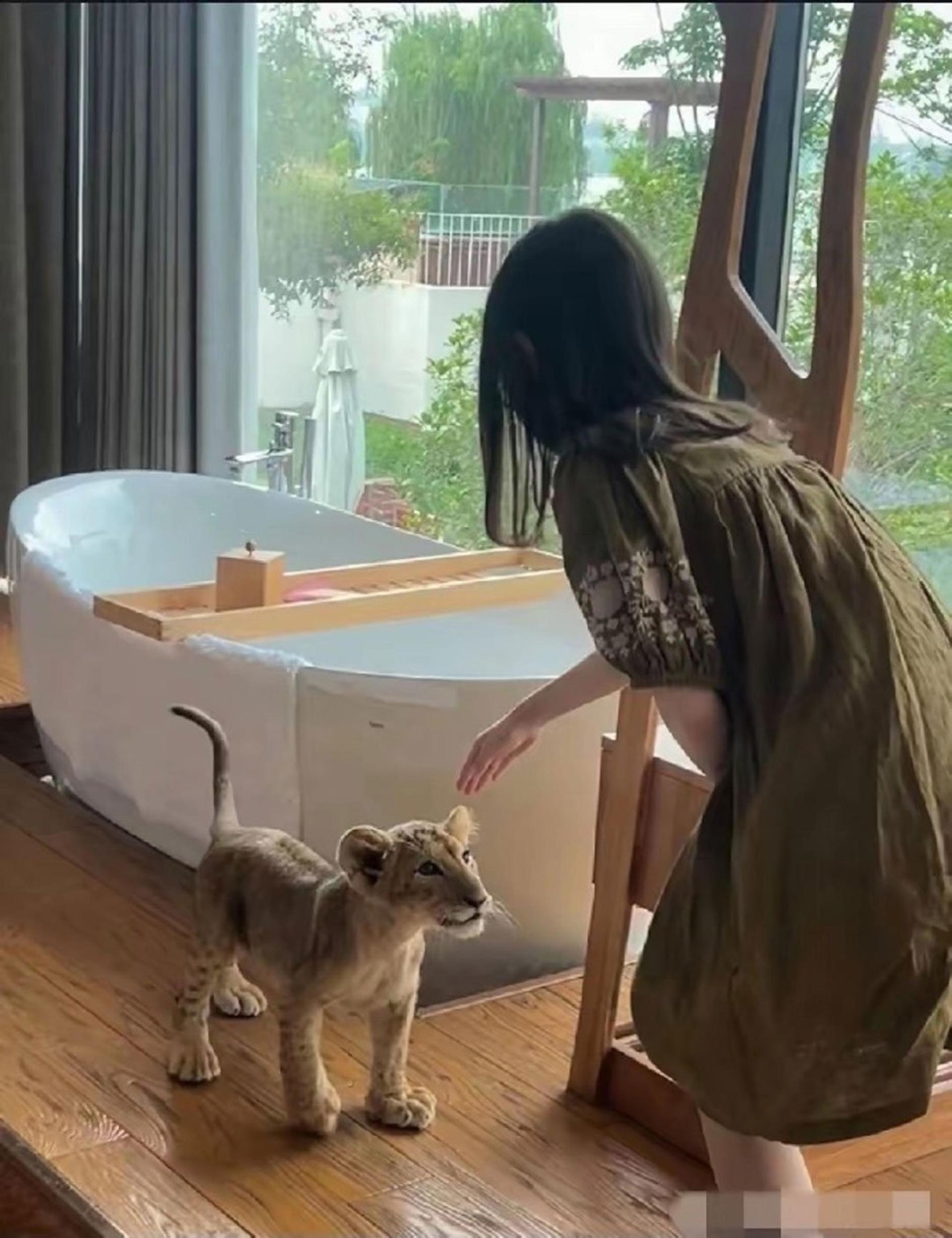 叫醒服务需要提前预约，小狮子能进屋与人近距离互动。