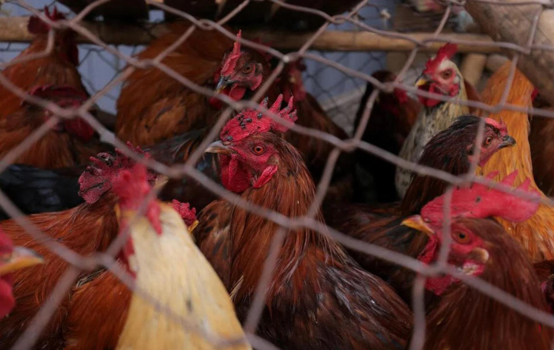 H5N1是引起禽流感的几种流感病毒之一，可导致多种人类疾病，从轻微到严重不等，某些情况下可以致命。 （档案照片）