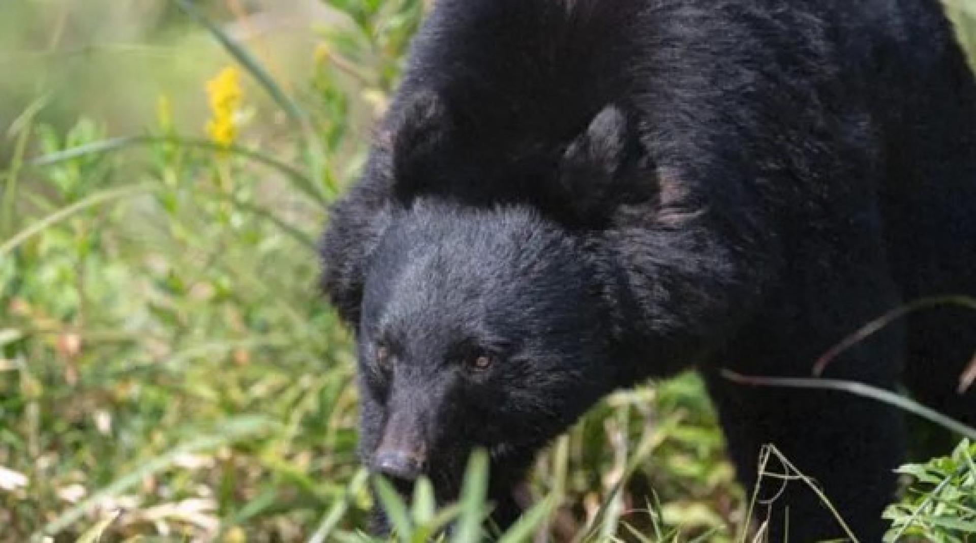 黑熊“装死”，突然袭击猎人。