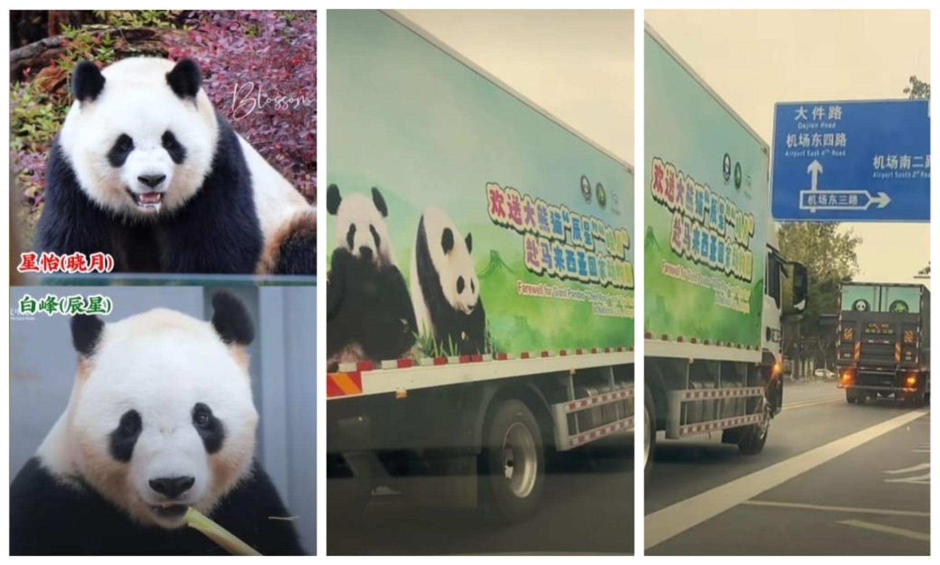 “白峰”和“星怡”今日（18日）从都江堰出发前往机场，预计今日就会飞抵马来西亚。