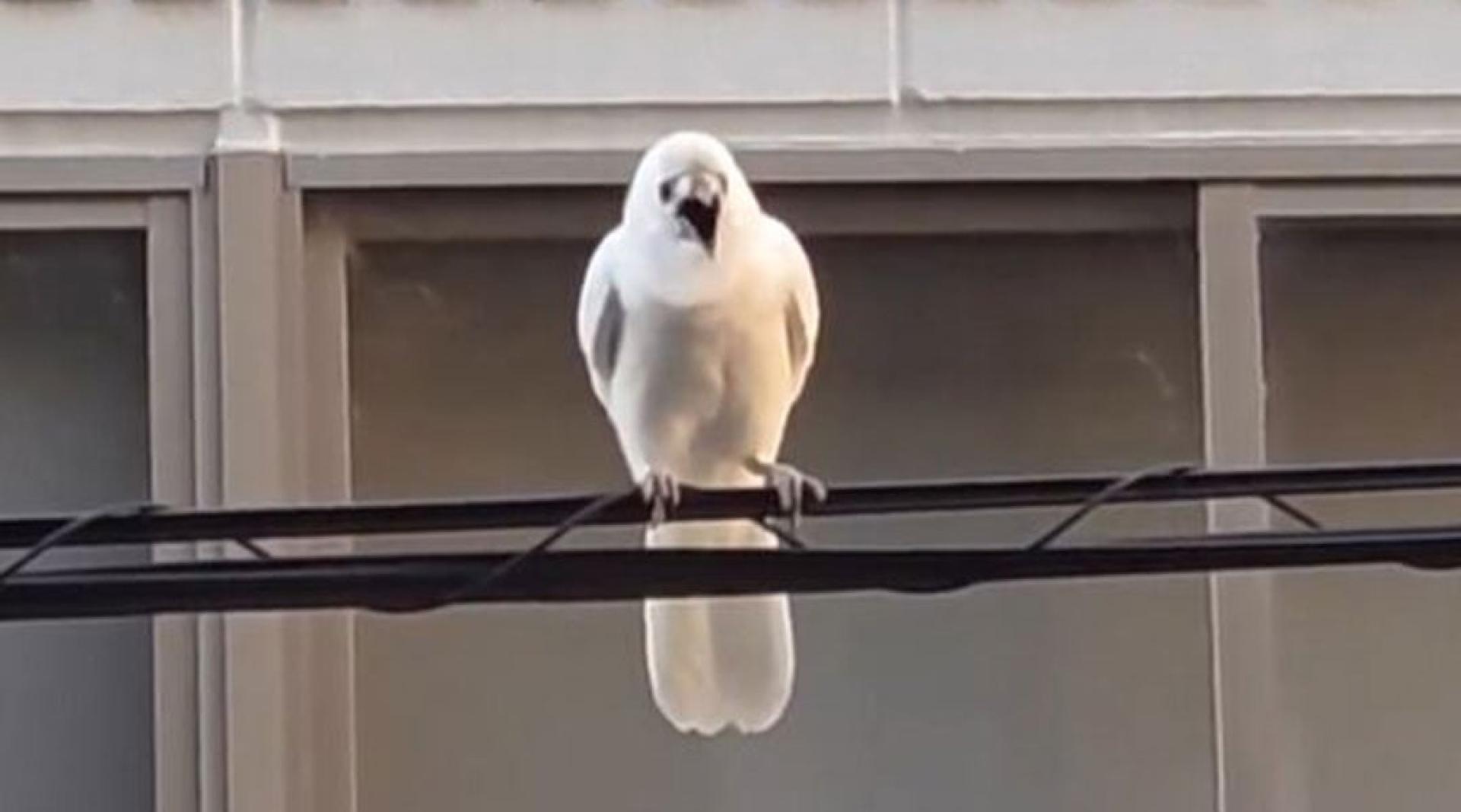 白色乌鸦并非完全罕见，但在野外几乎3万分之1的机率才会出现。