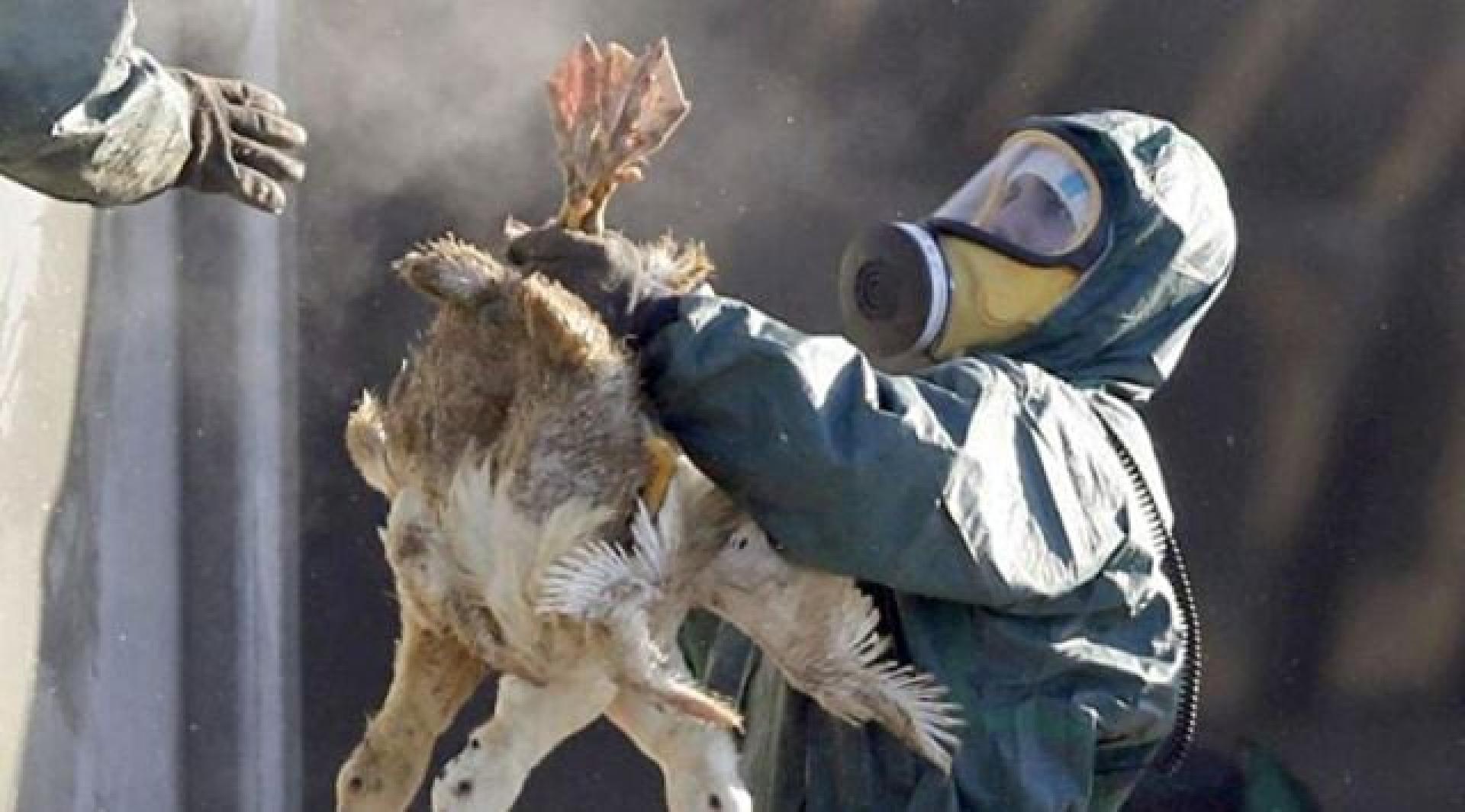 目前公众感染H5N5型禽流感病毒的风险仍然较低。