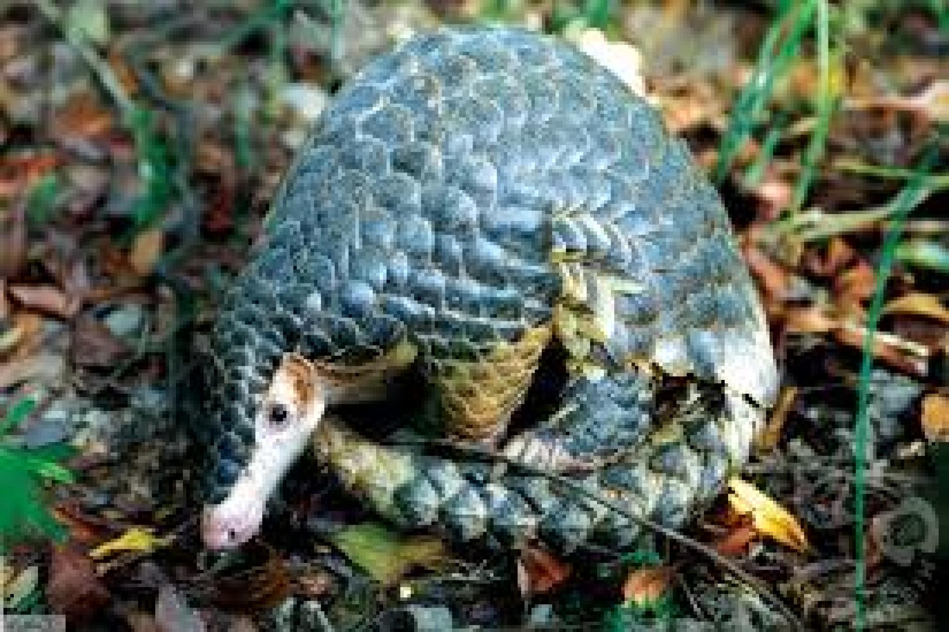 杨薇讳披露穿山甲成为全球最多非法贩运的哺乳类动物，包括砂拉越也出现触法行为。