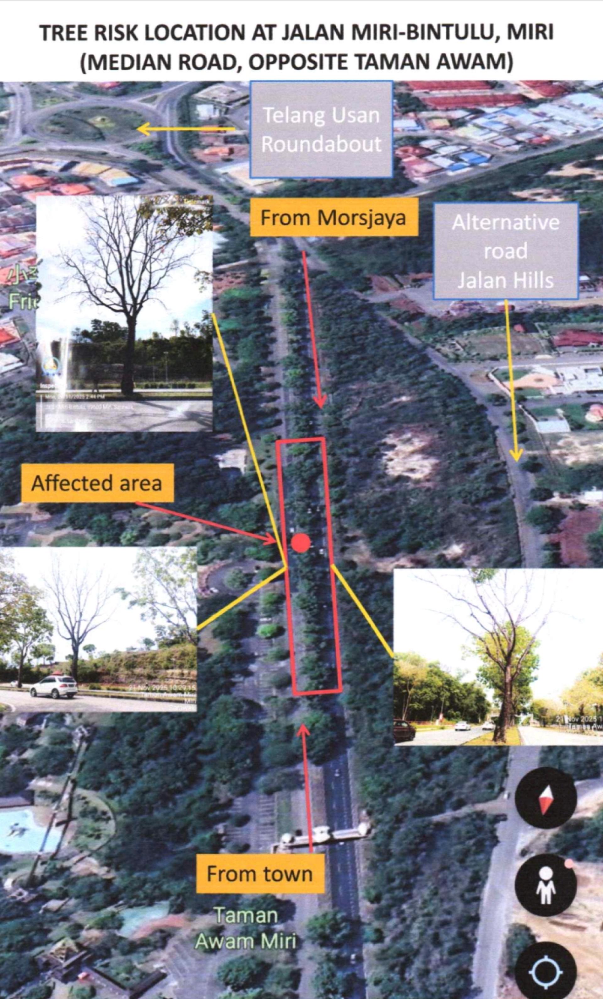美里市政局将于12月1日至2日在美里至民都鲁路展开树木修剪工程，受影响路段为美里与民都鲁路中央分隔带，公共花园对面一带。