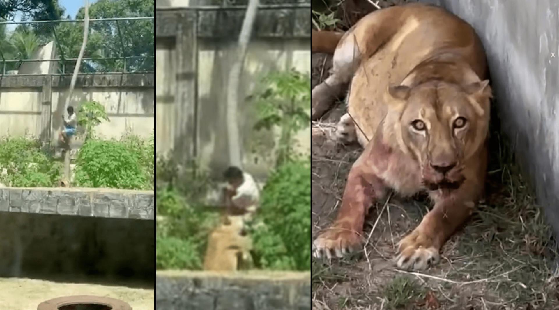 男子翻越6米高墙后沿树爬下，落地瞬间即被母狮扑倒撕咬。