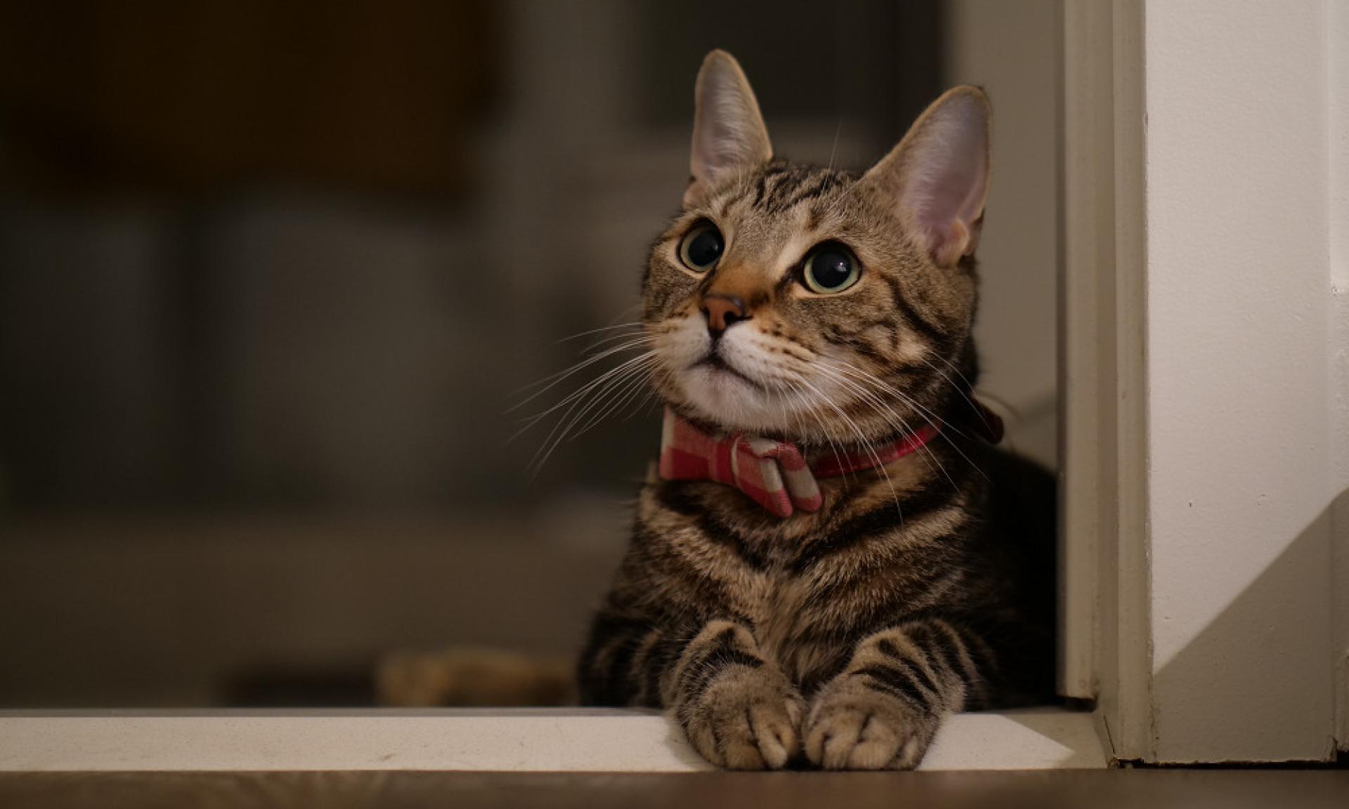 荷兰有8只猫可能死于H5N1禽流感病毒。