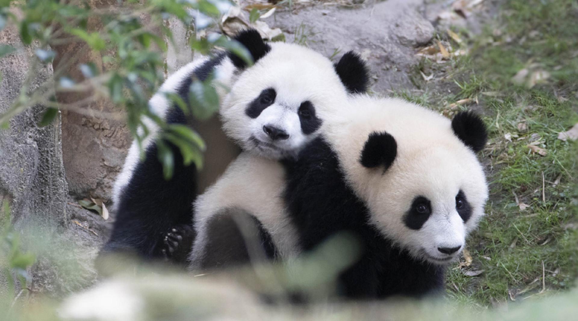旅法大熊猫双胞胎幼崽“欢黎黎”和“圆嘟嘟”。（档案照）
