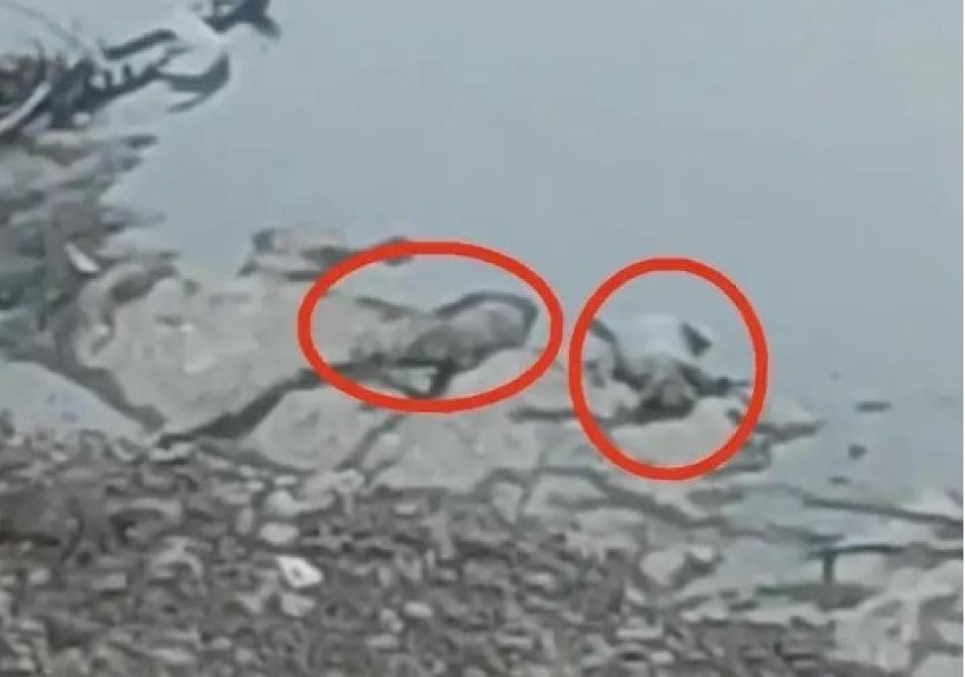 金沙江岸边发现漂浮死猪（红圈示）。