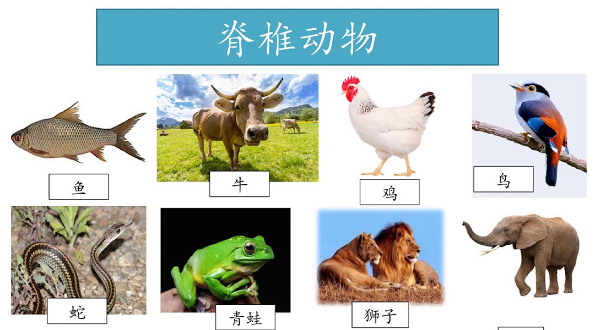 一项最新研究发现，脊椎动物可在无任何组织残留的条件下，完全“从零再生”一个复杂淋巴器官——胸腺。