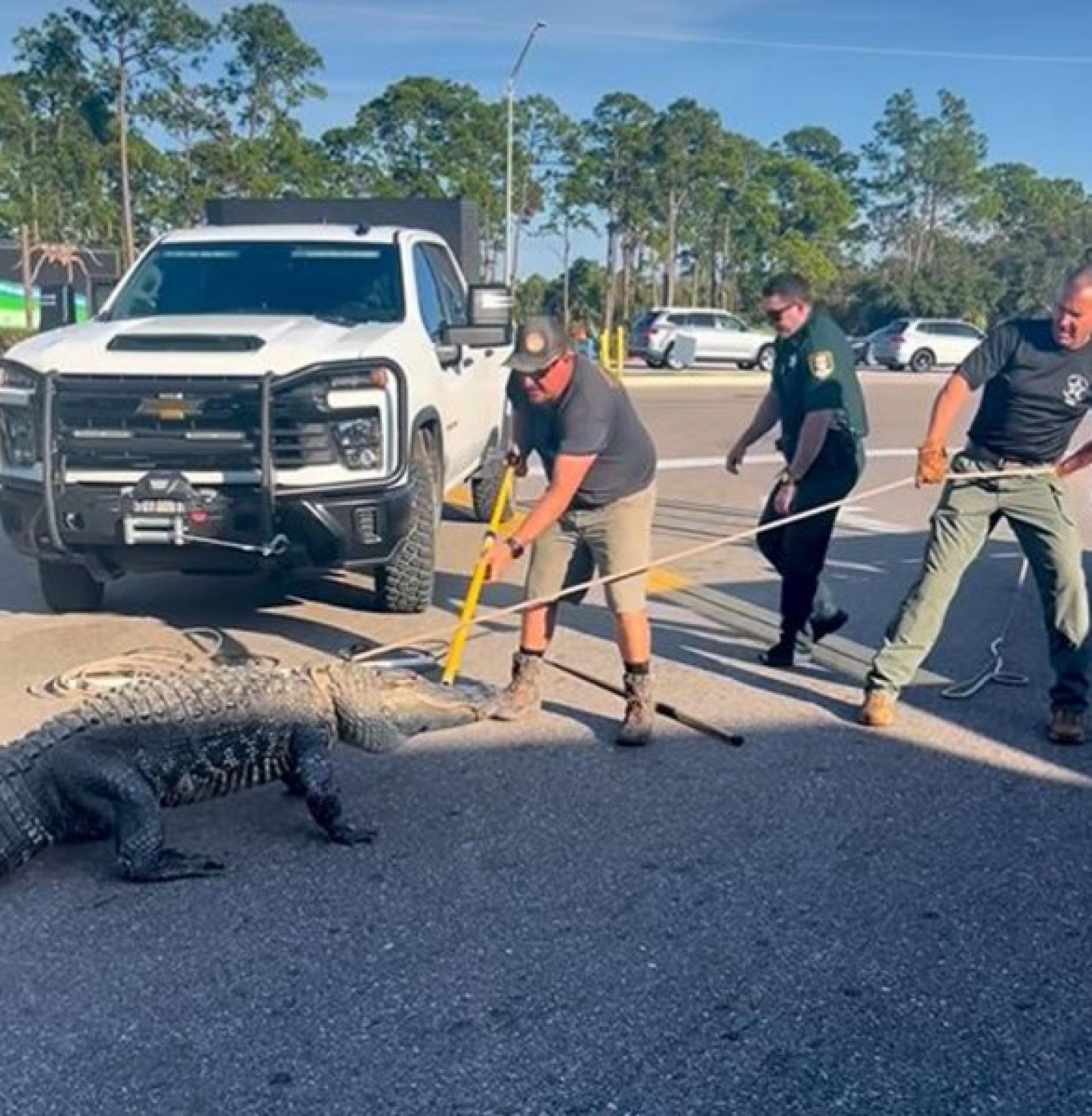 多人合力将这条鳄鱼制服。
