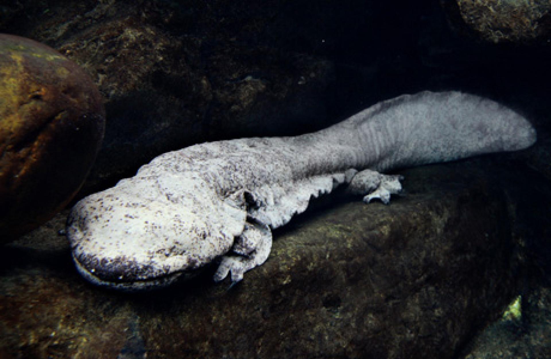 中国大鲵是世上体型最大的两栖类动物。图为海洋公园官网张贴的娃娃鱼照片。