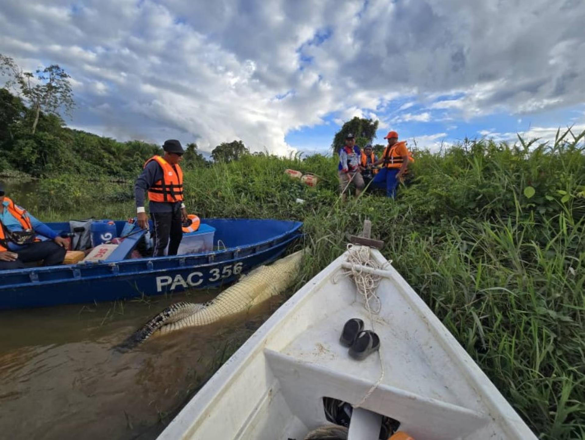 于12月14日启动的砂拉卓县减少鳄鱼数量行动，预计将于本月23日结束。