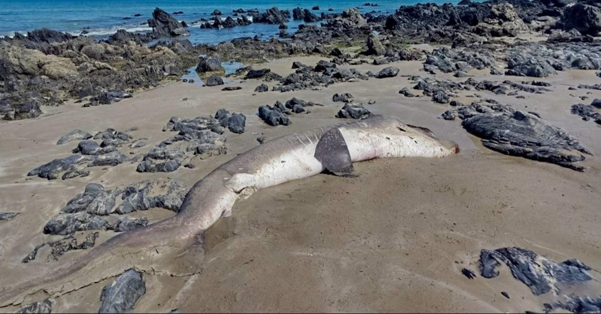 秘鲁北部海岸当地时间17日发现一条极为罕见的巨口鲨搁浅在沙滩上。