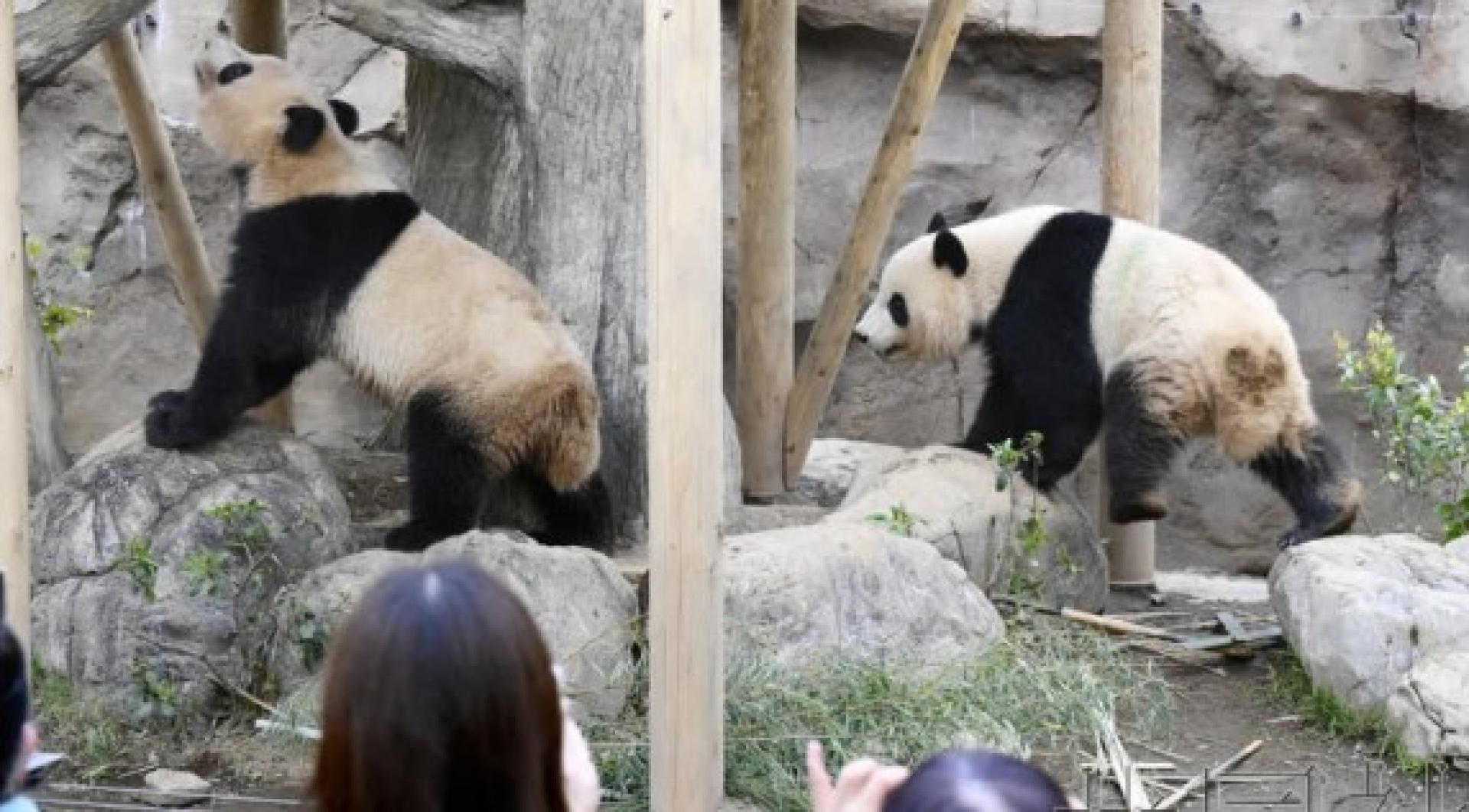 上野动物园的大熊猫“晓晓”和“蕾蕾”。（档案照）