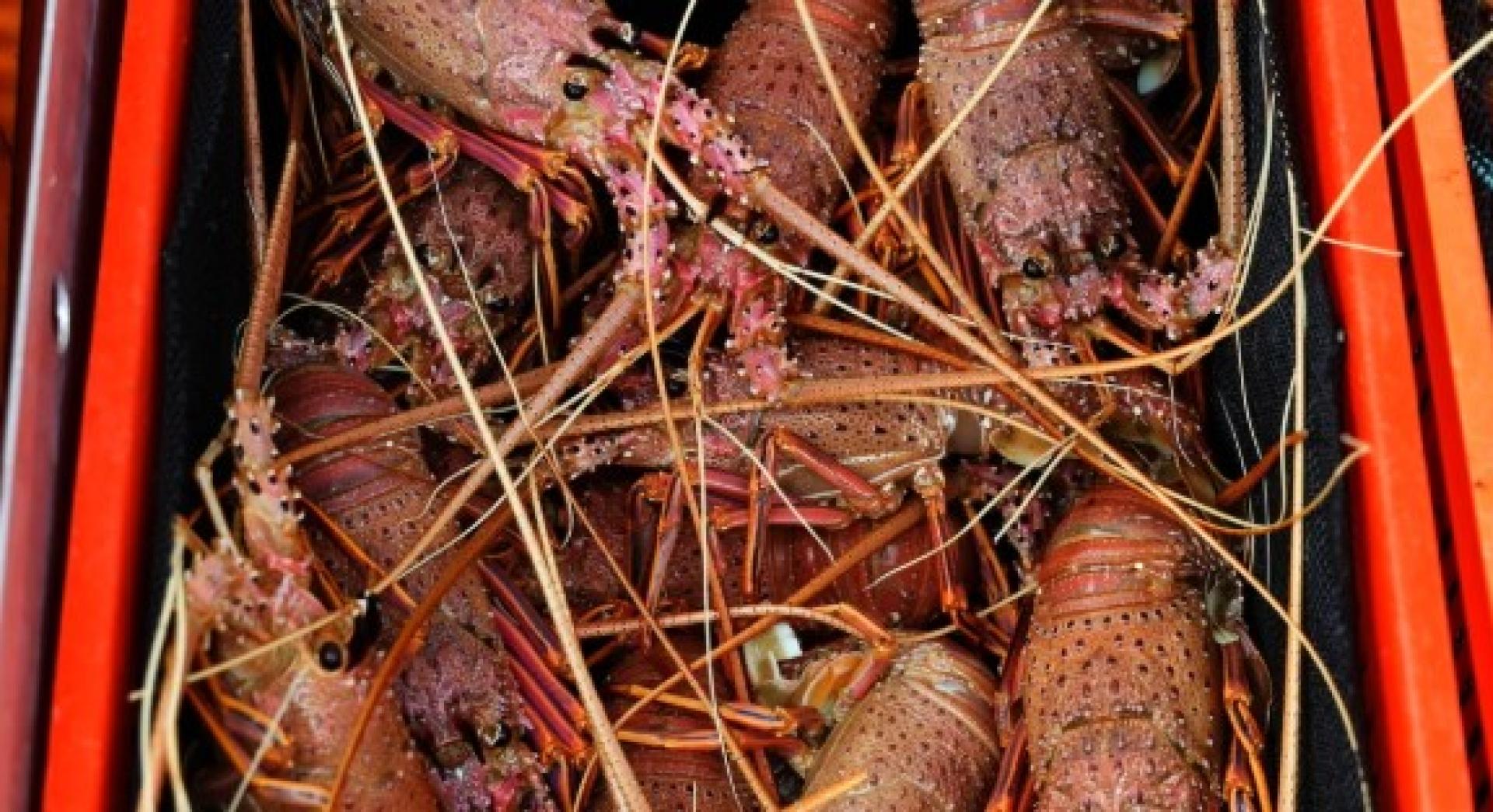 英国新政禁活煮龙虾螃蟹，引起业者反弹。