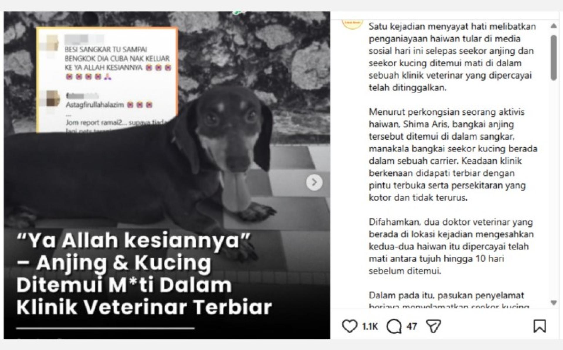 兽医服务局驳斥媒体报道称国内虐待动物案件执法不力的指控，并指相关内容不准确。