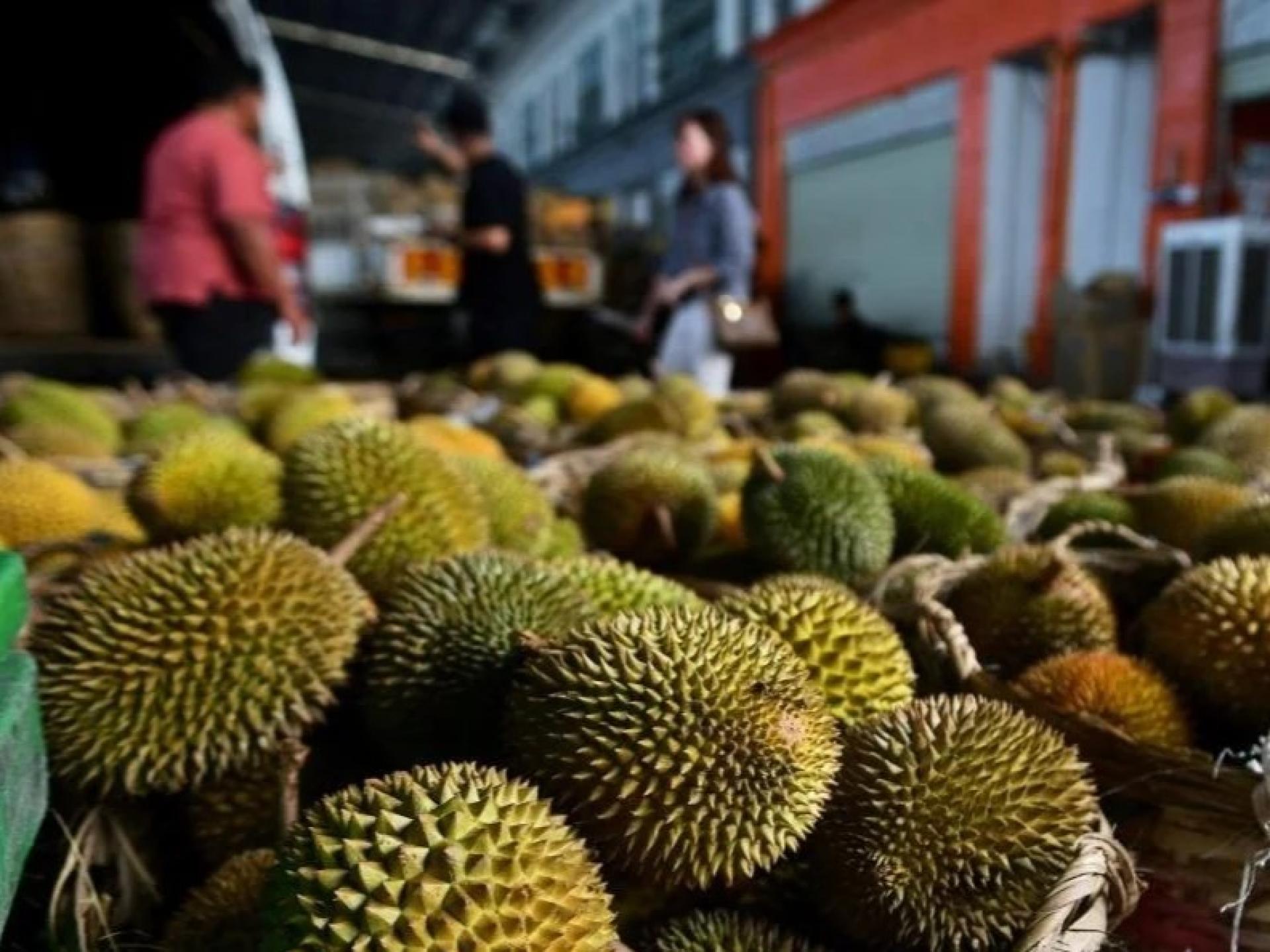 满载黄绿色果实的榴莲卡车散发香气，标志着砂拉越期待已久的“榴莲季”正式来临，本地供应充足，市场热闹非凡。