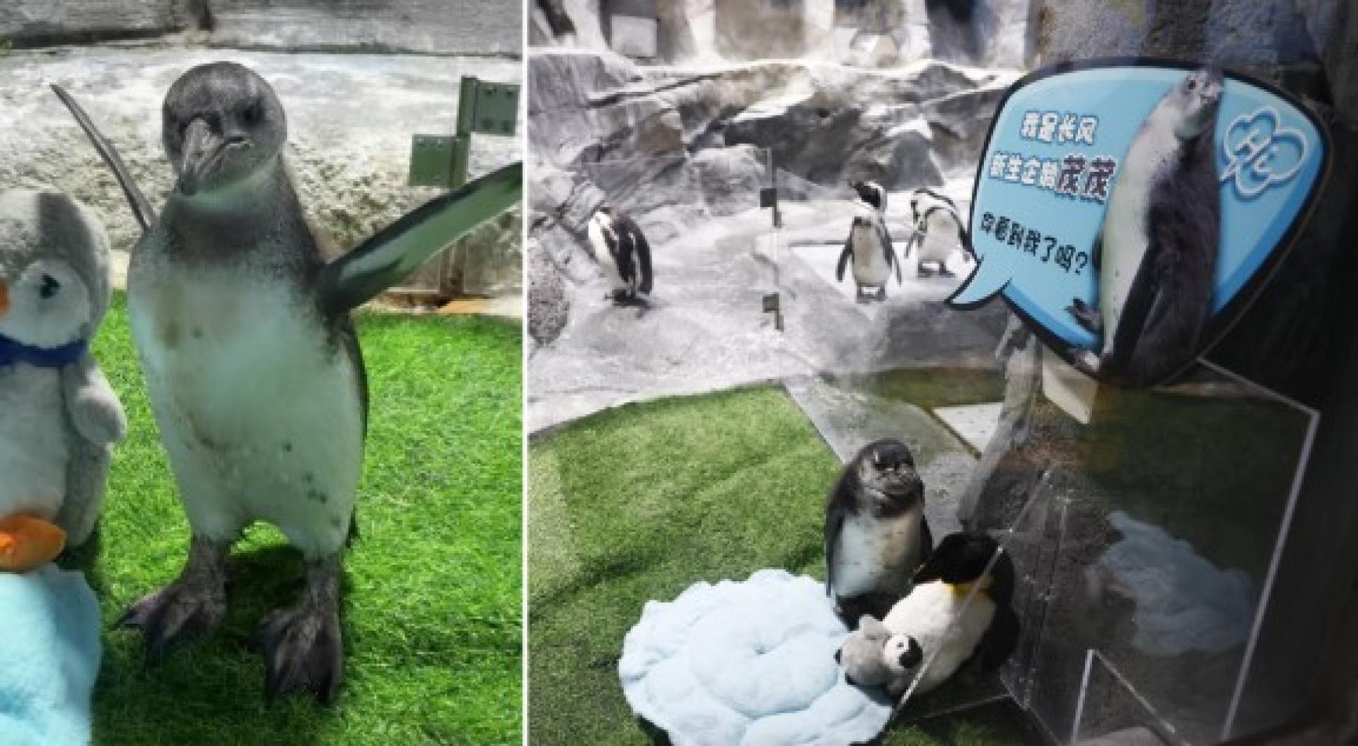 “茂茂”于2025年9月20日出生时，一度出现“胎位不正”，保育团队出手助其诞生。