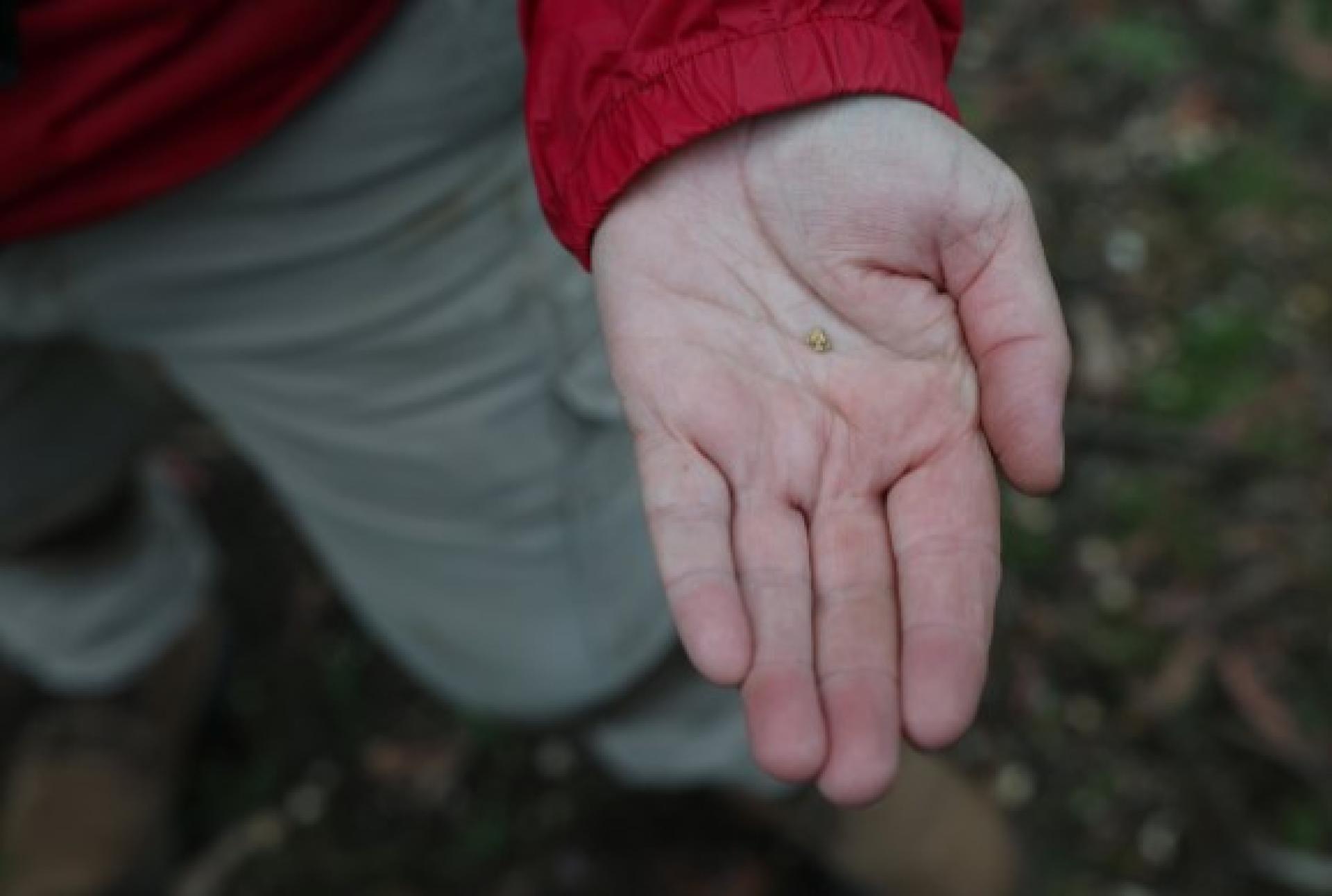 普拉姆里奇展示手上的小金块。