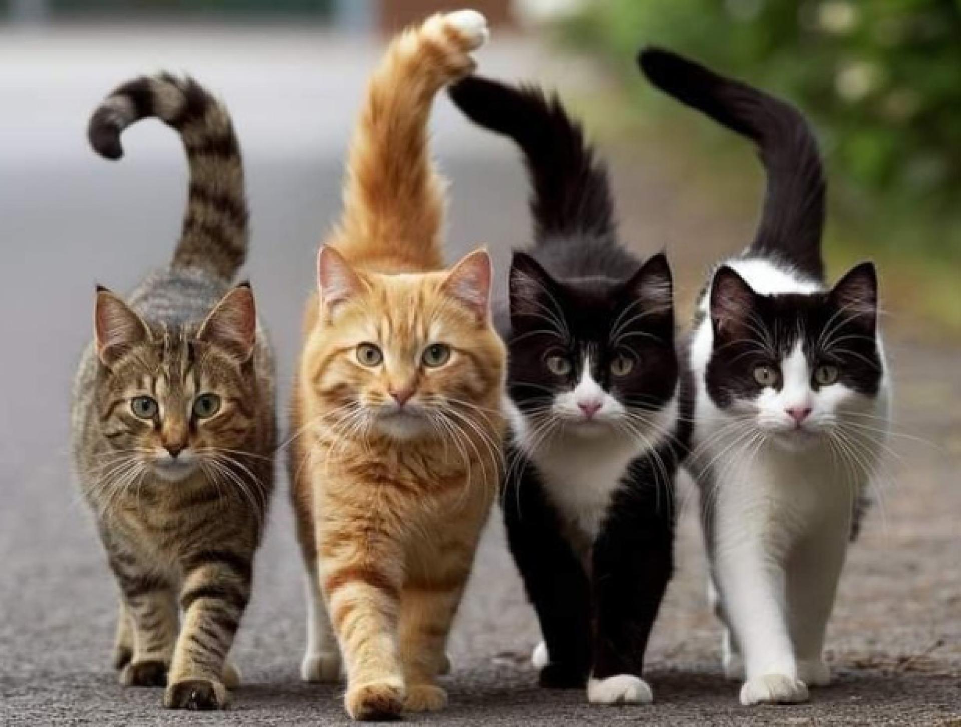 猫主人出遠門，把4只愛猫留在家裡，不料出事。（示意图）