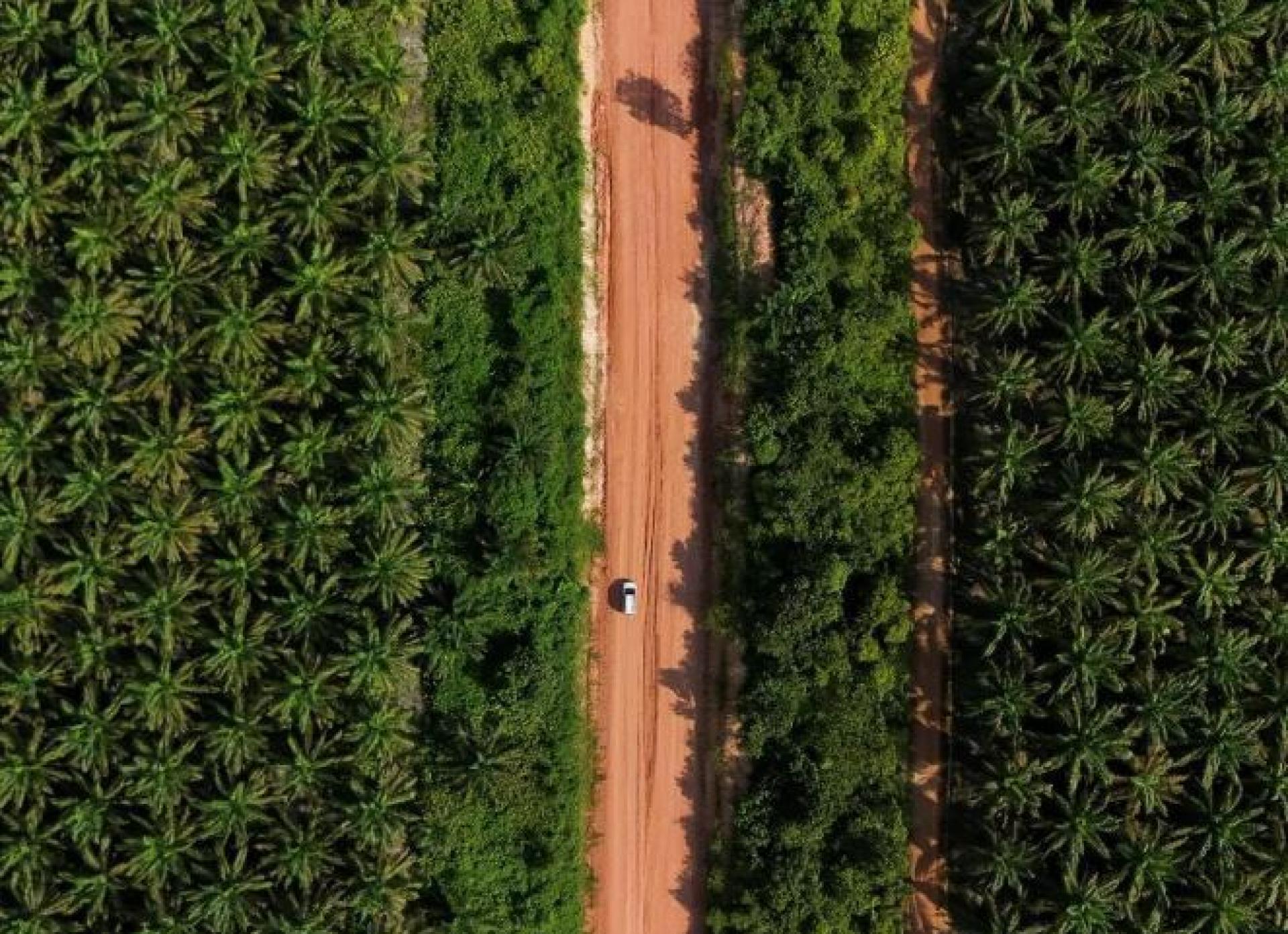 印尼政府去年起展开资源土地执法行动，打击非法占用原属森林保护区的棕榈种植园与矿场。图为中加里曼丹省广袤的棕榈园区一景。