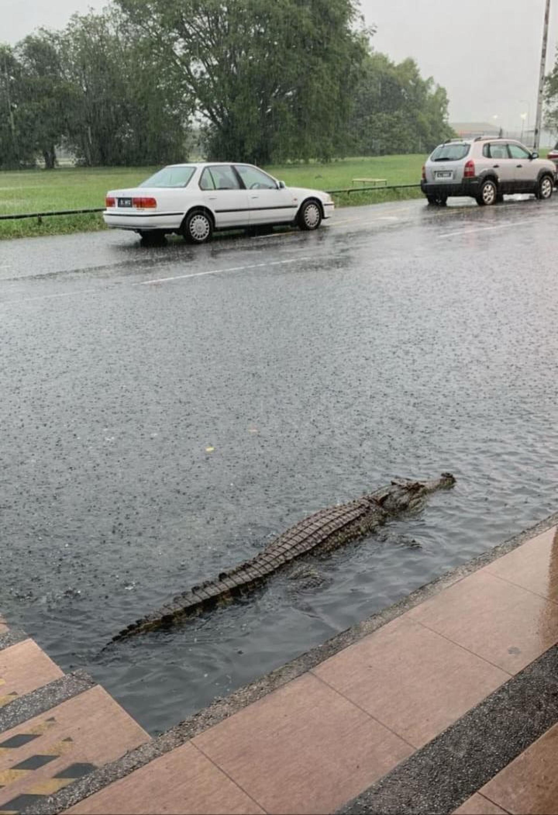 鳄鱼上岸逃避水灾