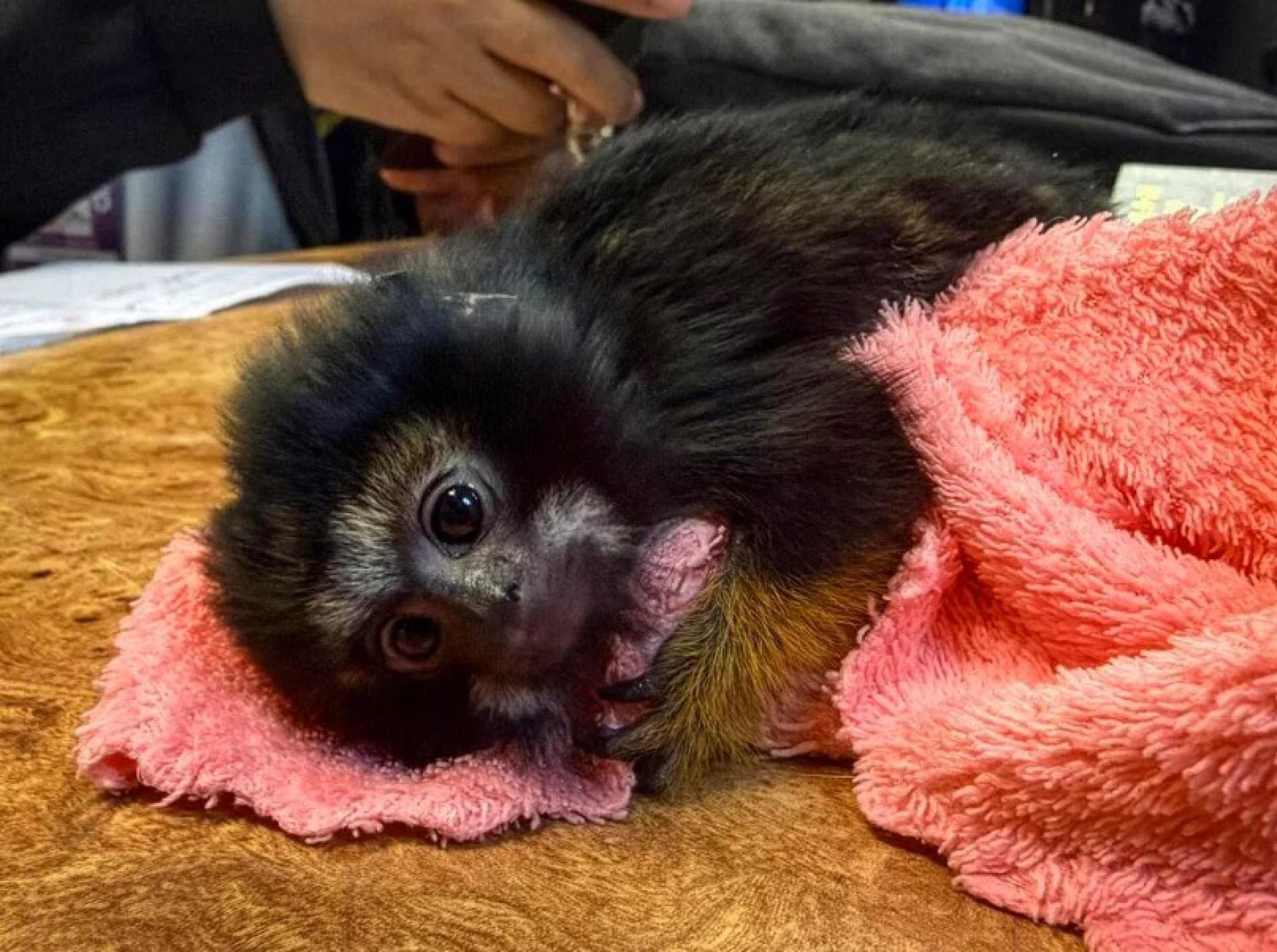 泰国海关在曼谷素万那普国际机场破获一起野生动物走私案，从一名准备飞往菲律宾的香港男乘客的行李箱中，查获两只狨猴（Tamarin）和四只印度帐篷棱背龟（Indian tent turtle）。